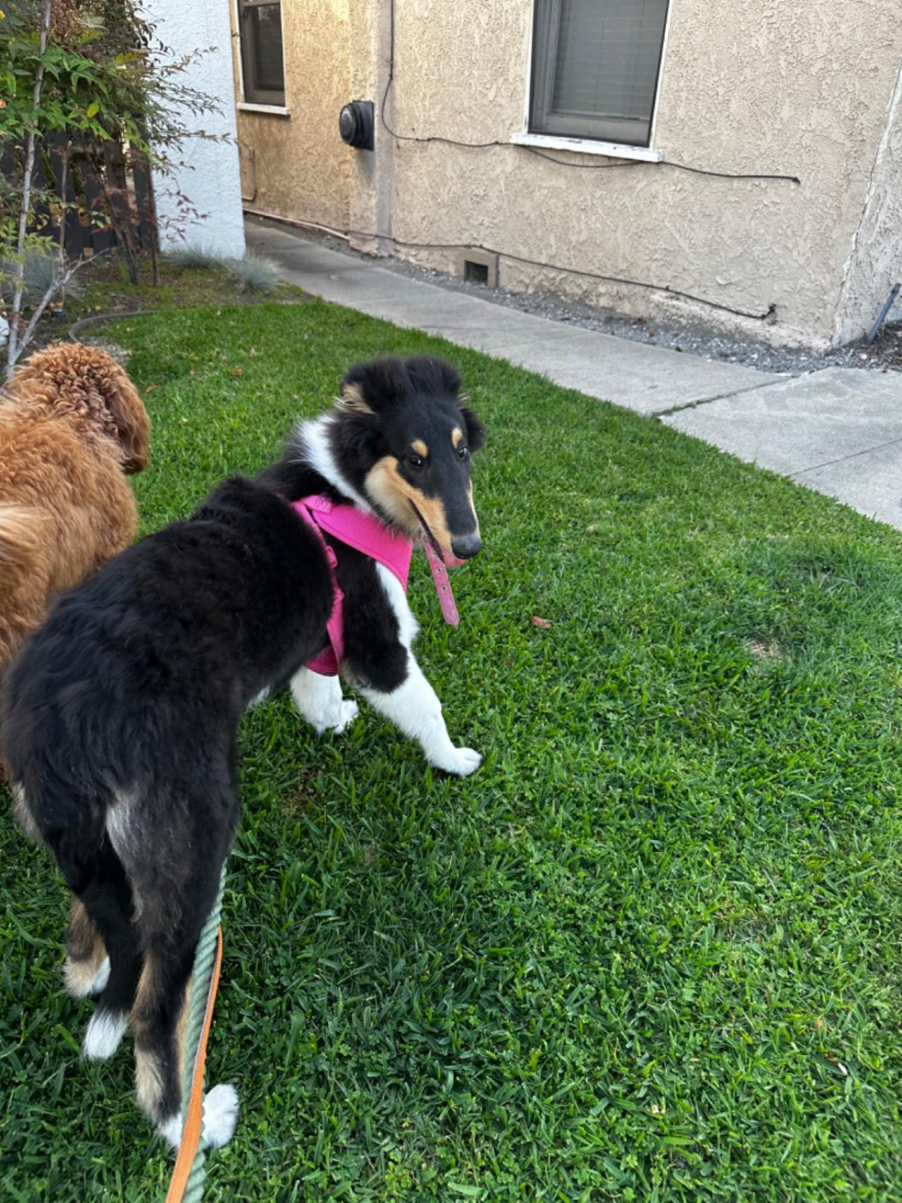 Long Beach House Of Paw Paw Partner