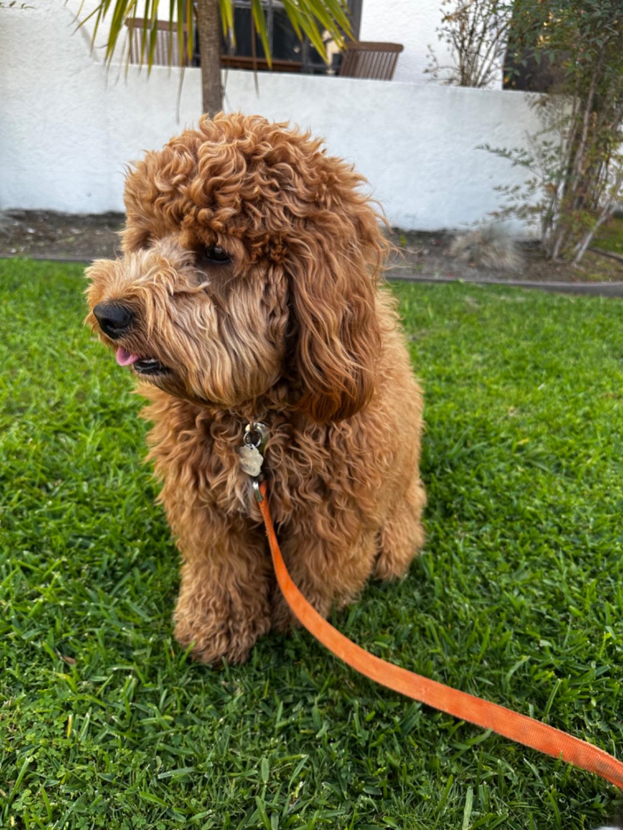 Long Beach House Of Paw Paw Partner