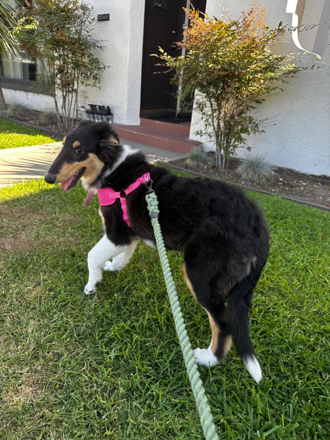 Long Beach House Of Paw Paw Partner