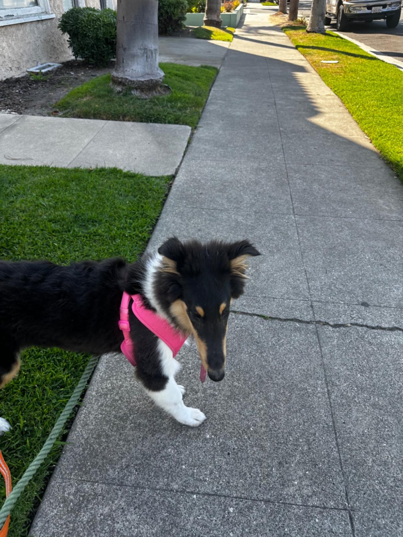 Long Beach House Of Paw Paw Partner