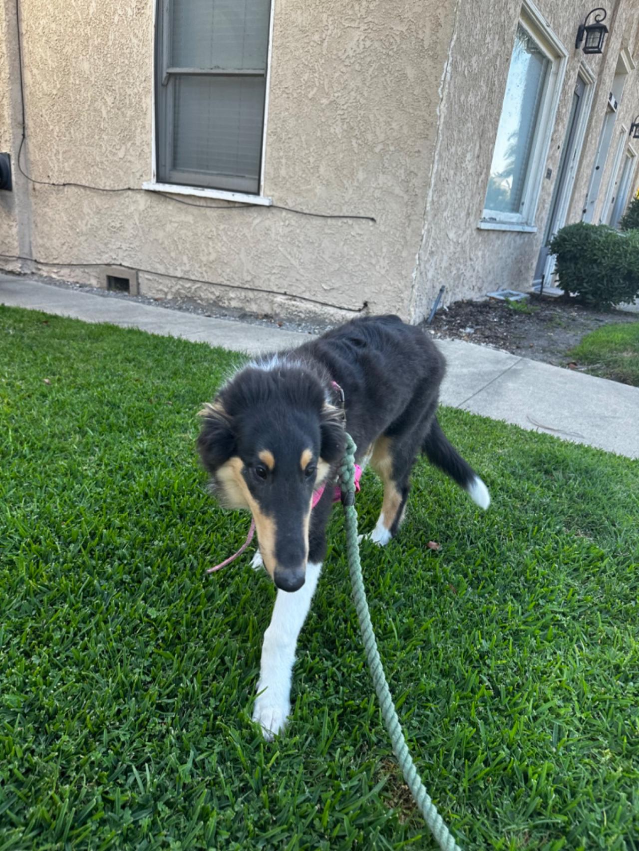 Long Beach House Of Paw Paw Partner