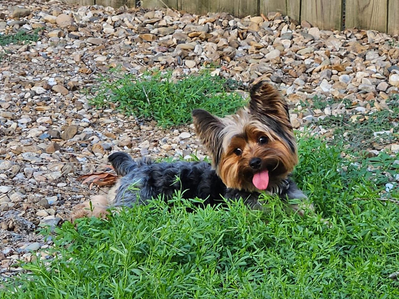 The Paw Spa Of Vilonia Paw Partner