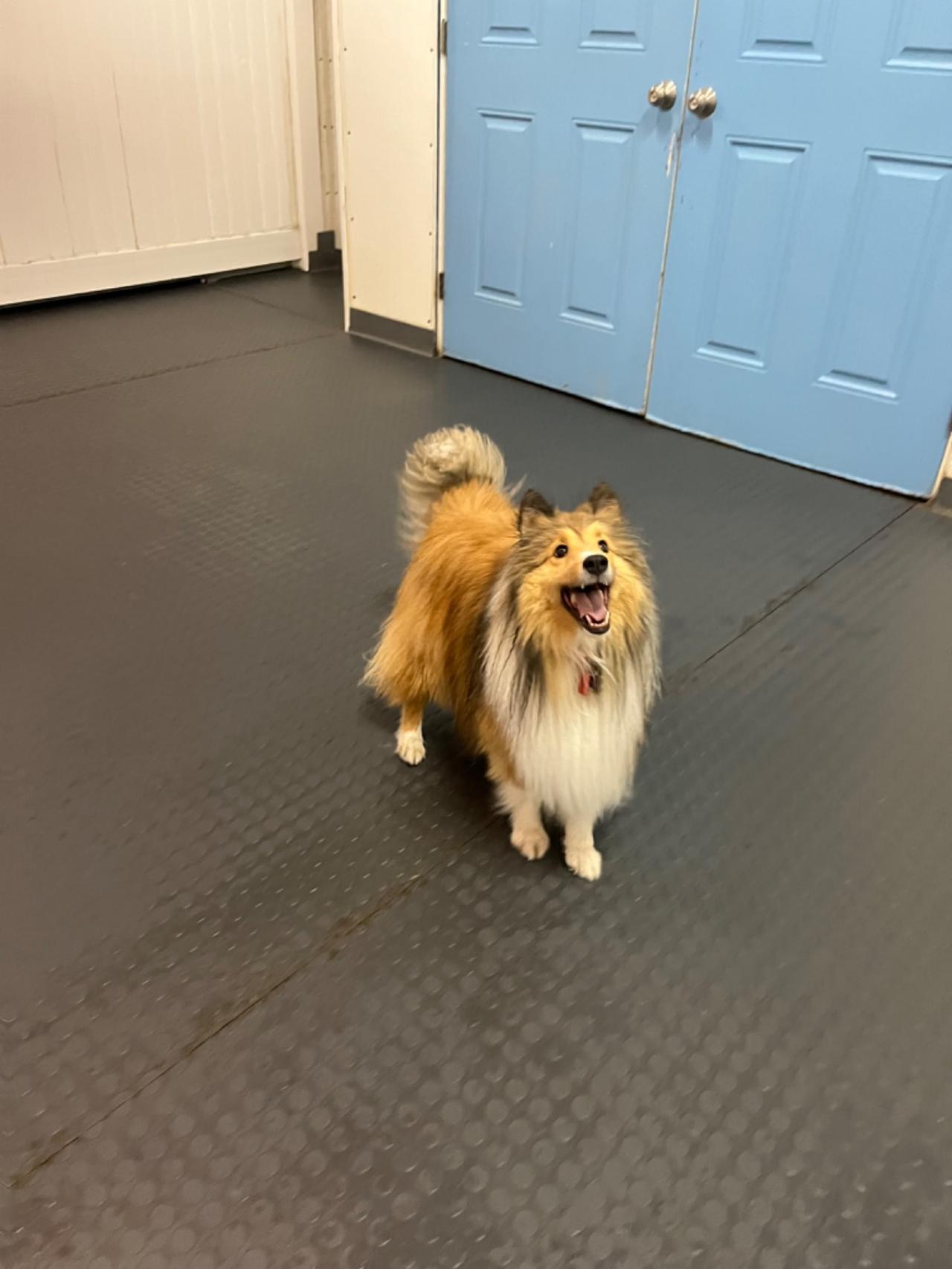 Good Dog Daycare & Boarding Paw Partner