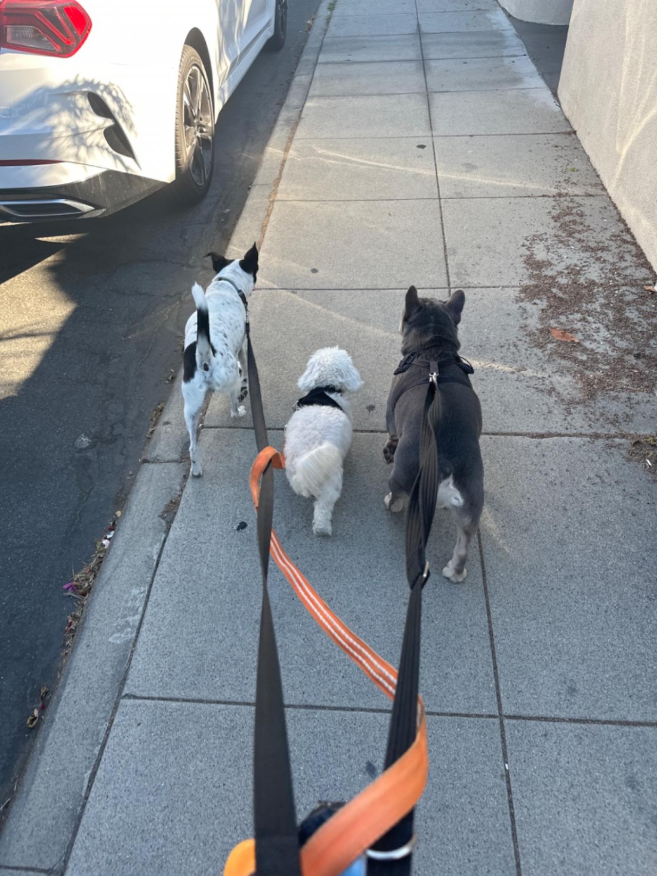 Long Beach House Of Paw Paw Partner