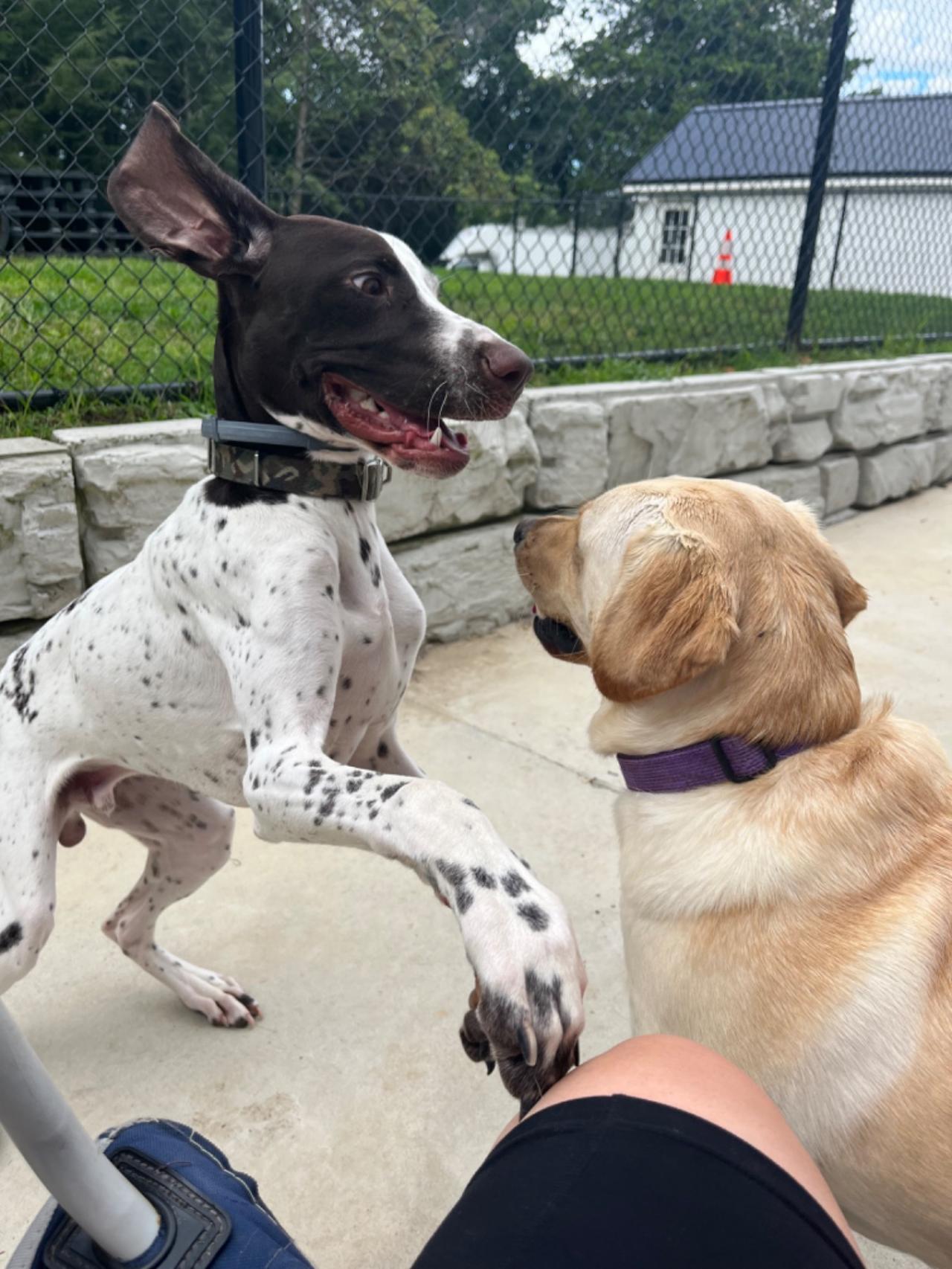 Pleasant Kennels Paw Partner