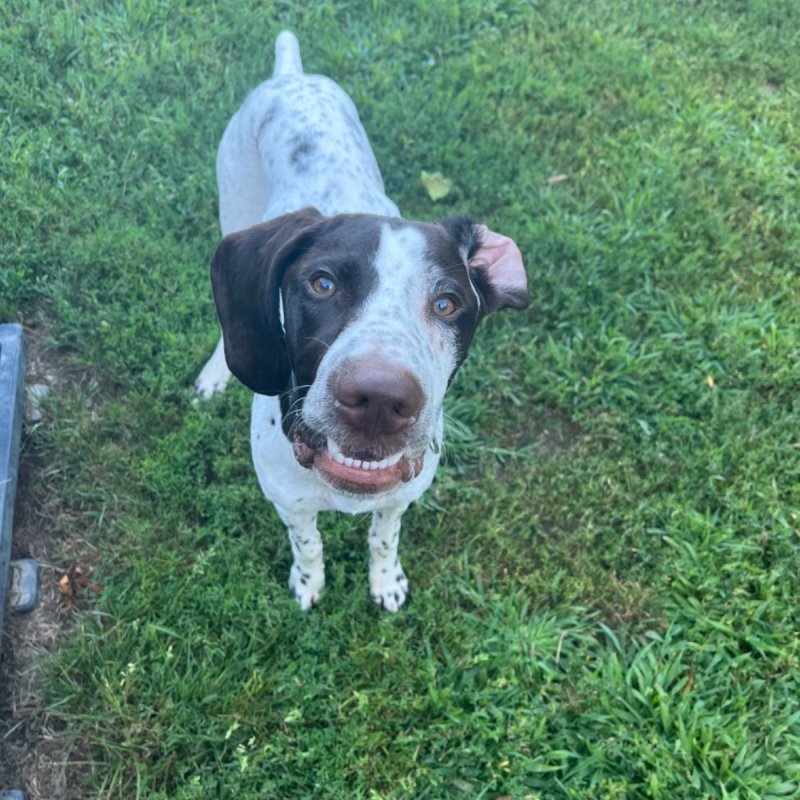 Pleasant Kennels Paw Partner