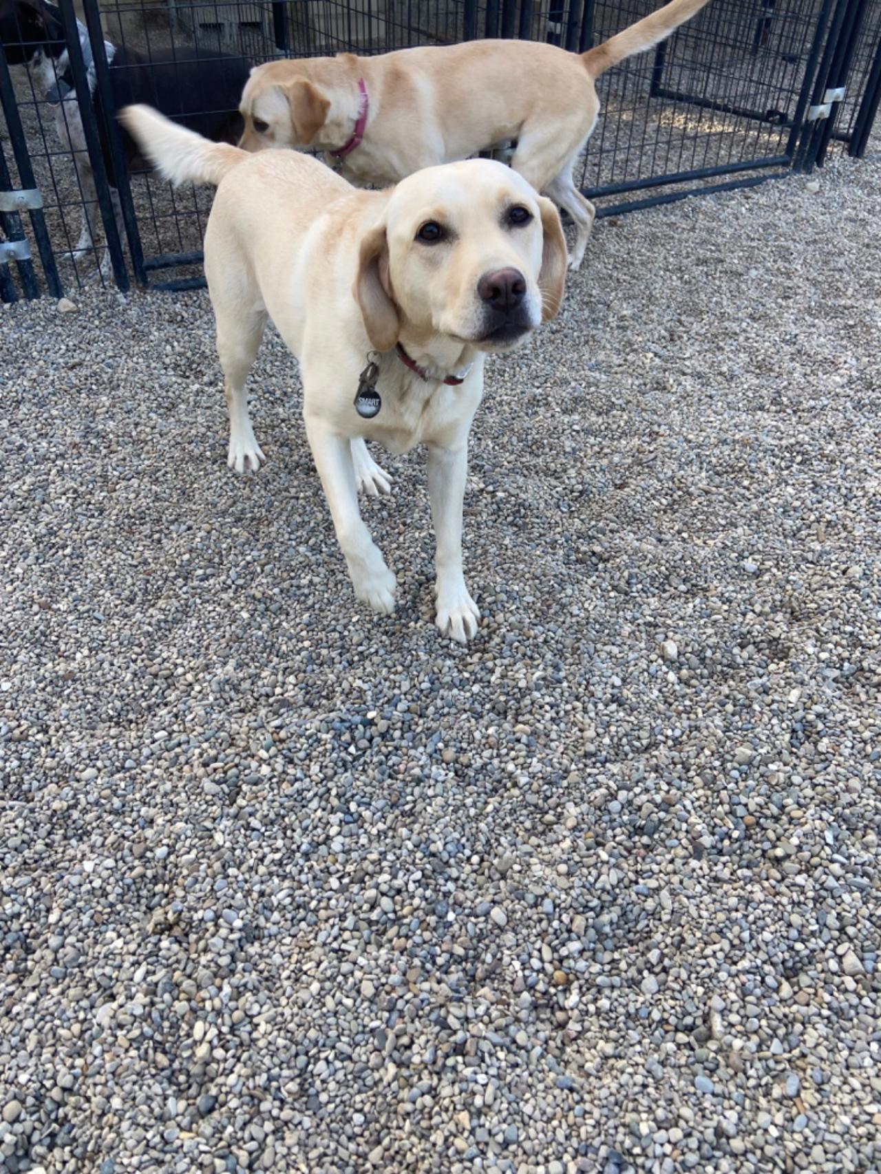 Happy Tails Dog Boarding | Paw Partner