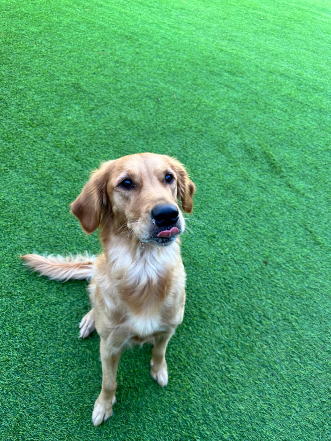 Camp Lazy Paws Pet Resort Paw Partner