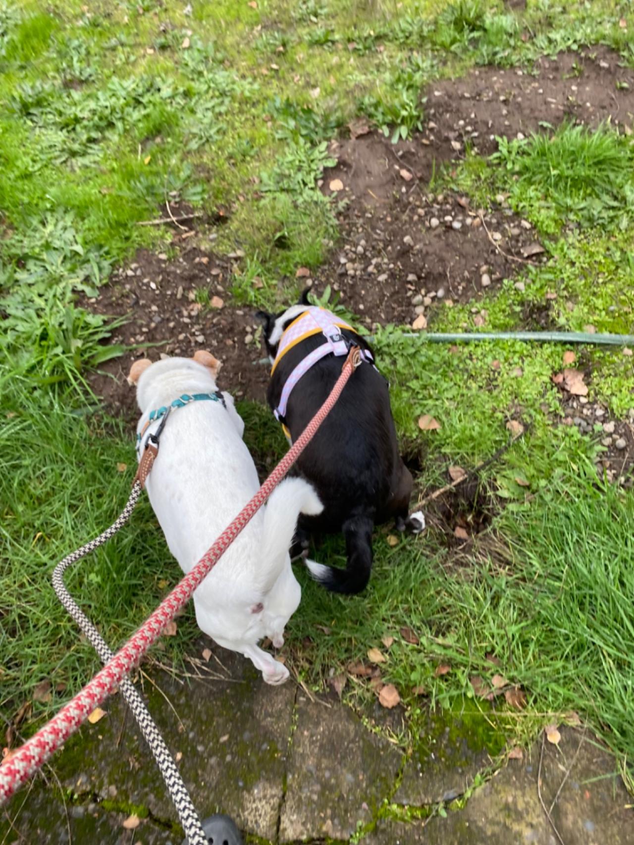 Country Inn Kennels Paw Partner