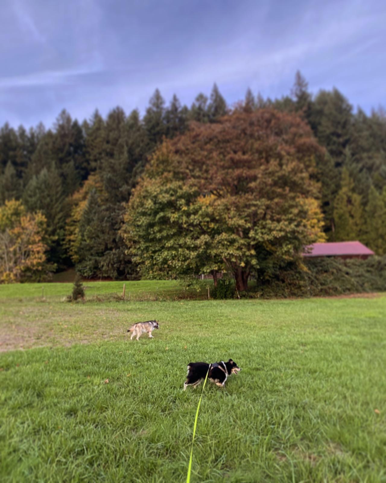 Country Inn Kennels Paw Partner