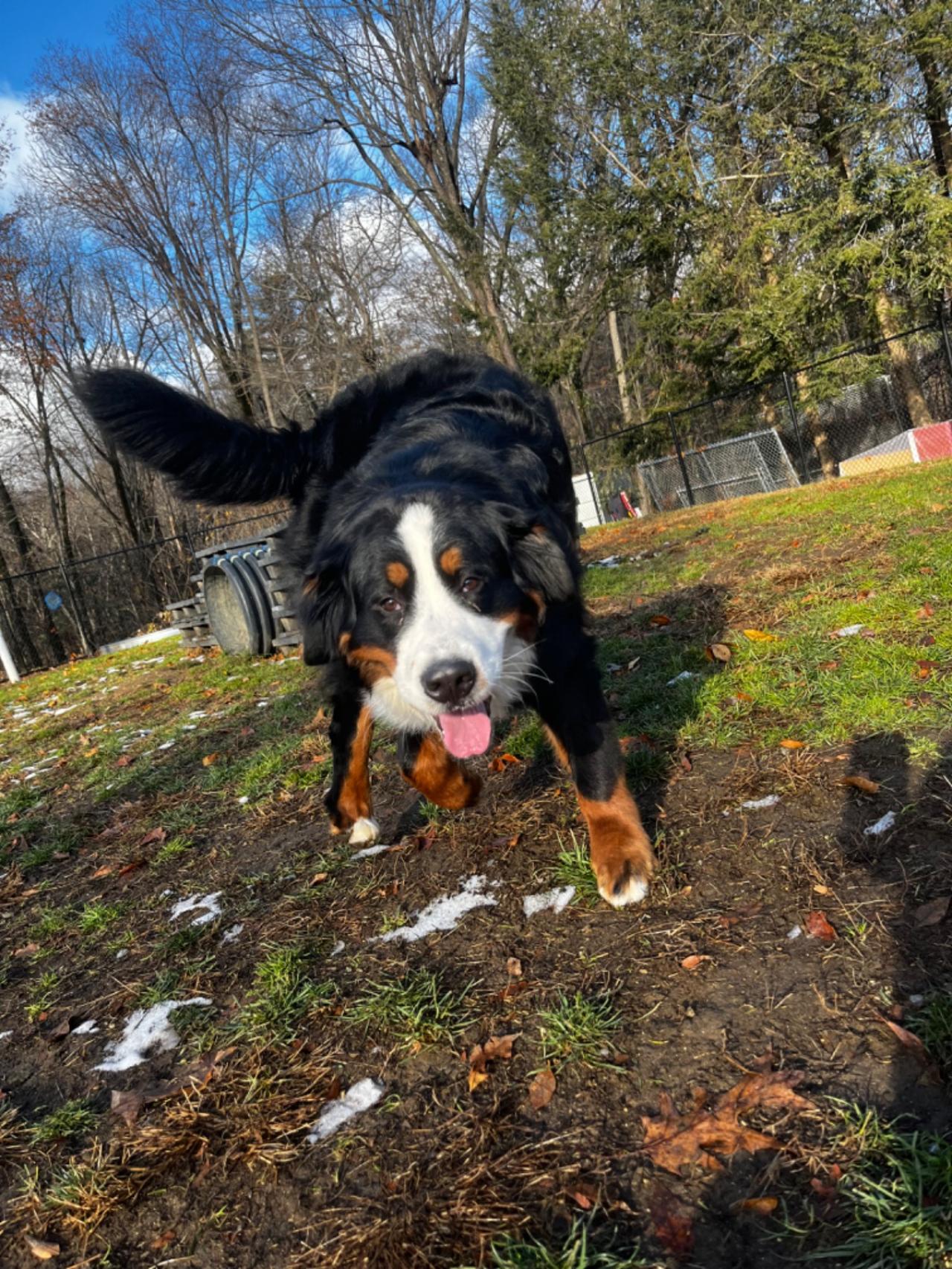 Pleasant Kennels Paw Partner