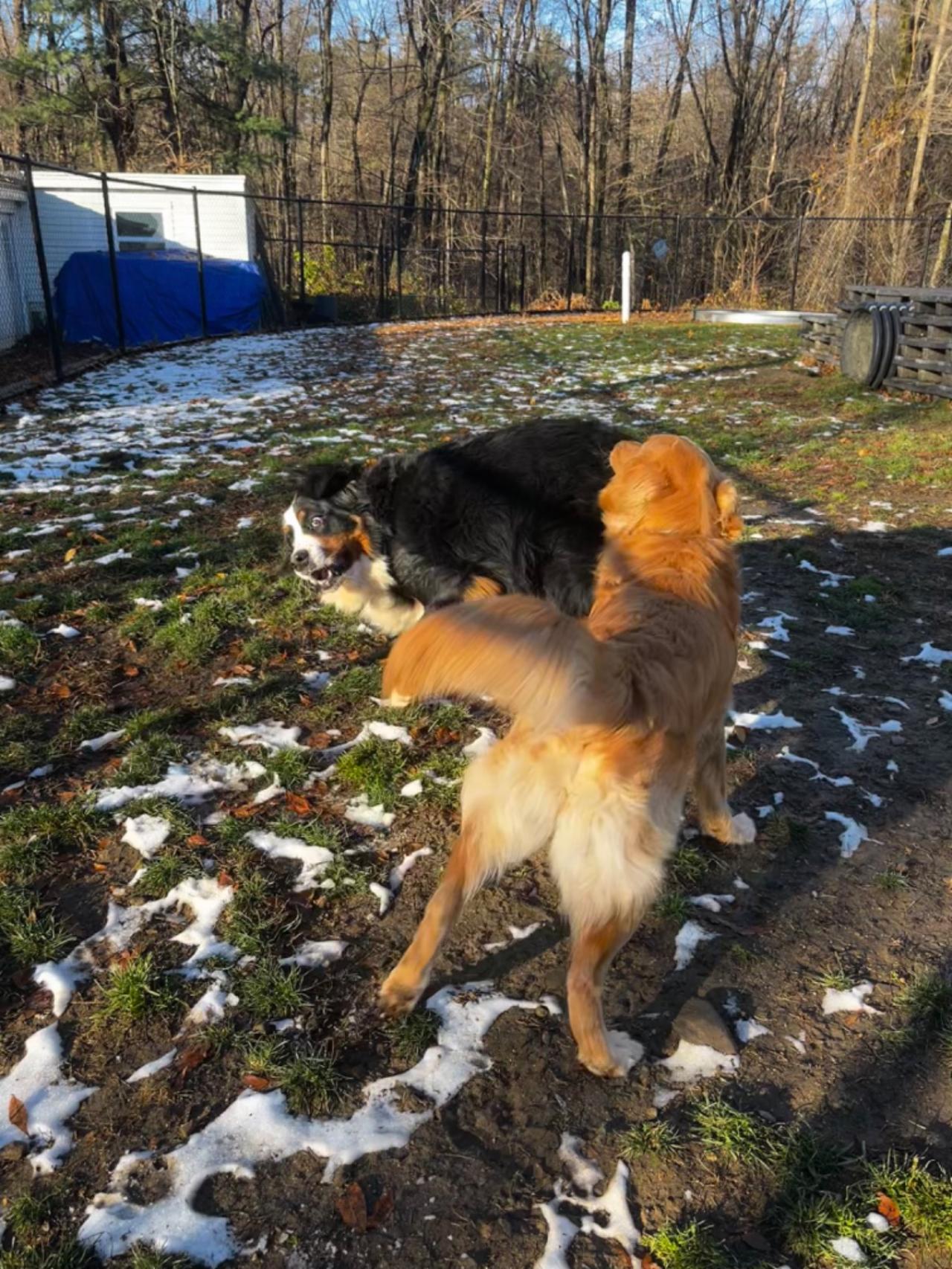 Pleasant Kennels Paw Partner