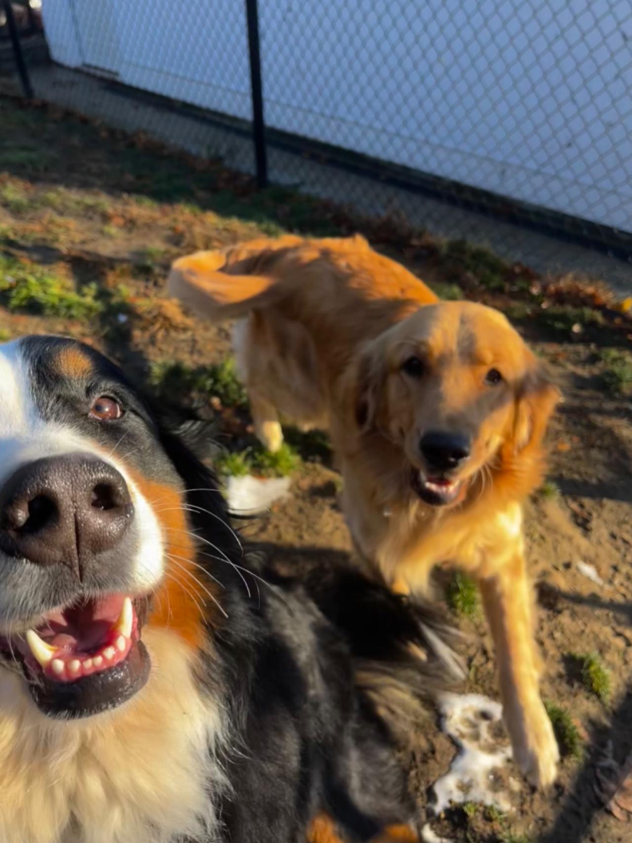 Pleasant Kennels Paw Partner
