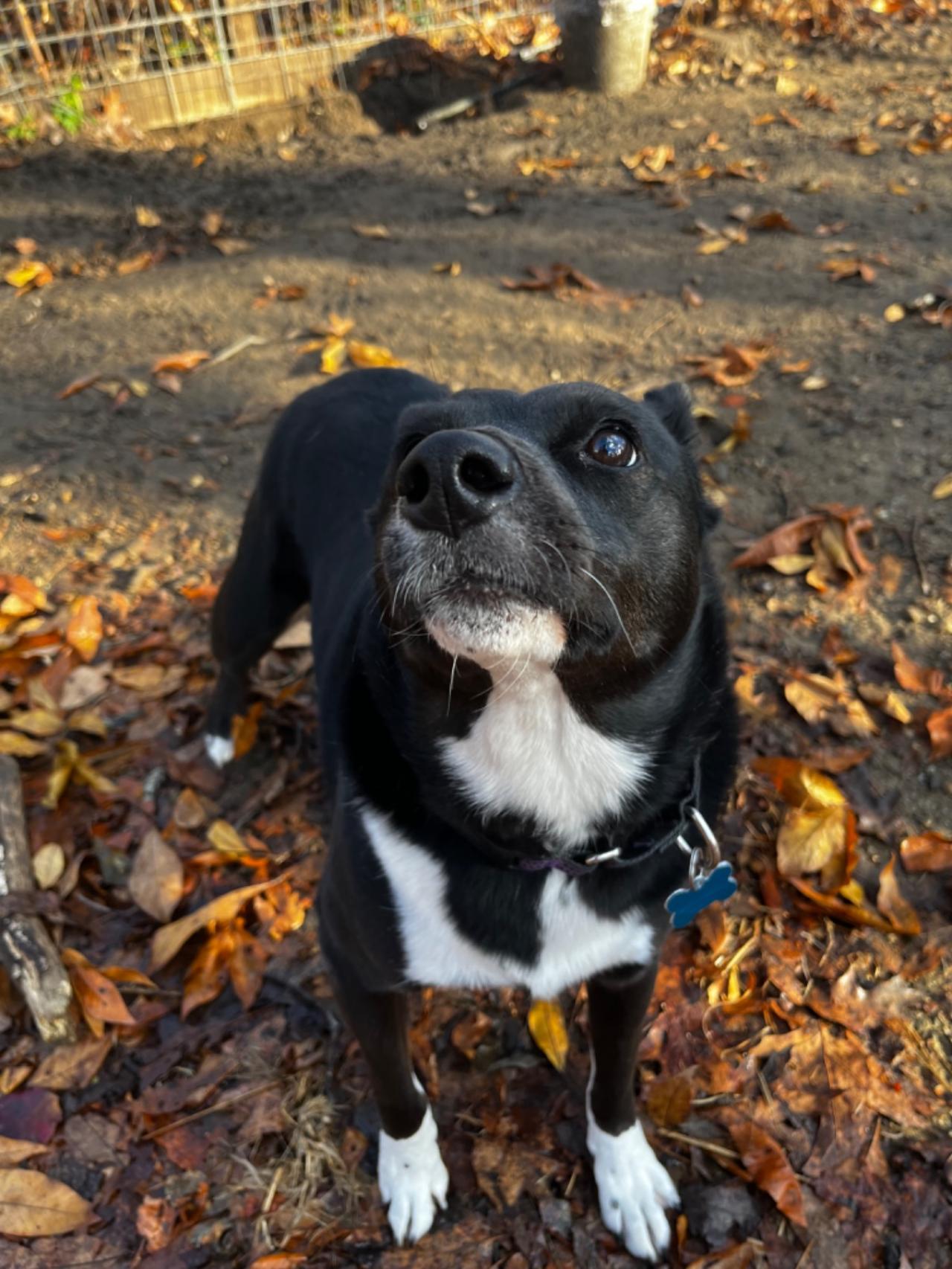 Pleasant Kennels Paw Partner