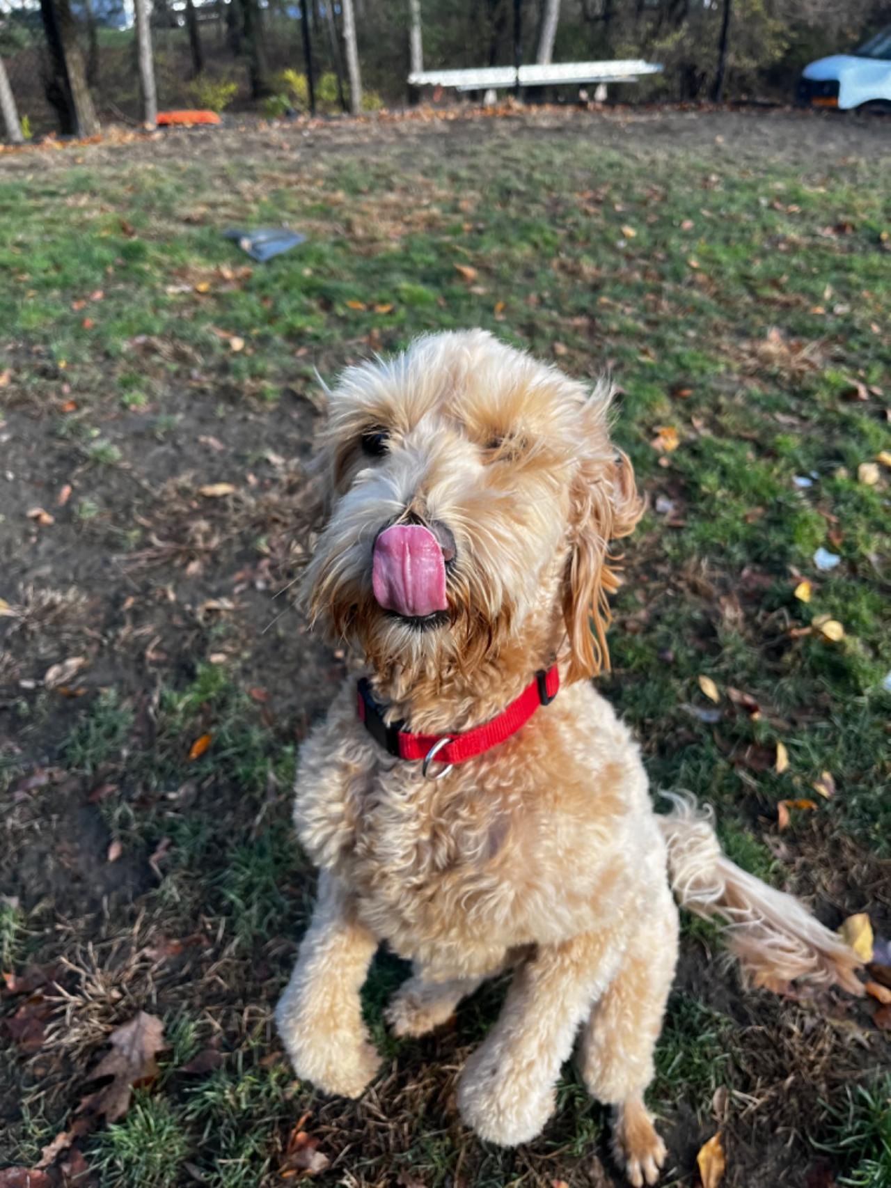 Pleasant Kennels Paw Partner