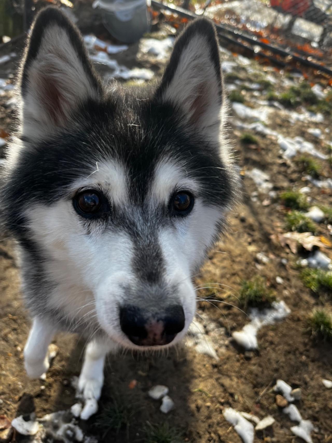 Pleasant Kennels Paw Partner