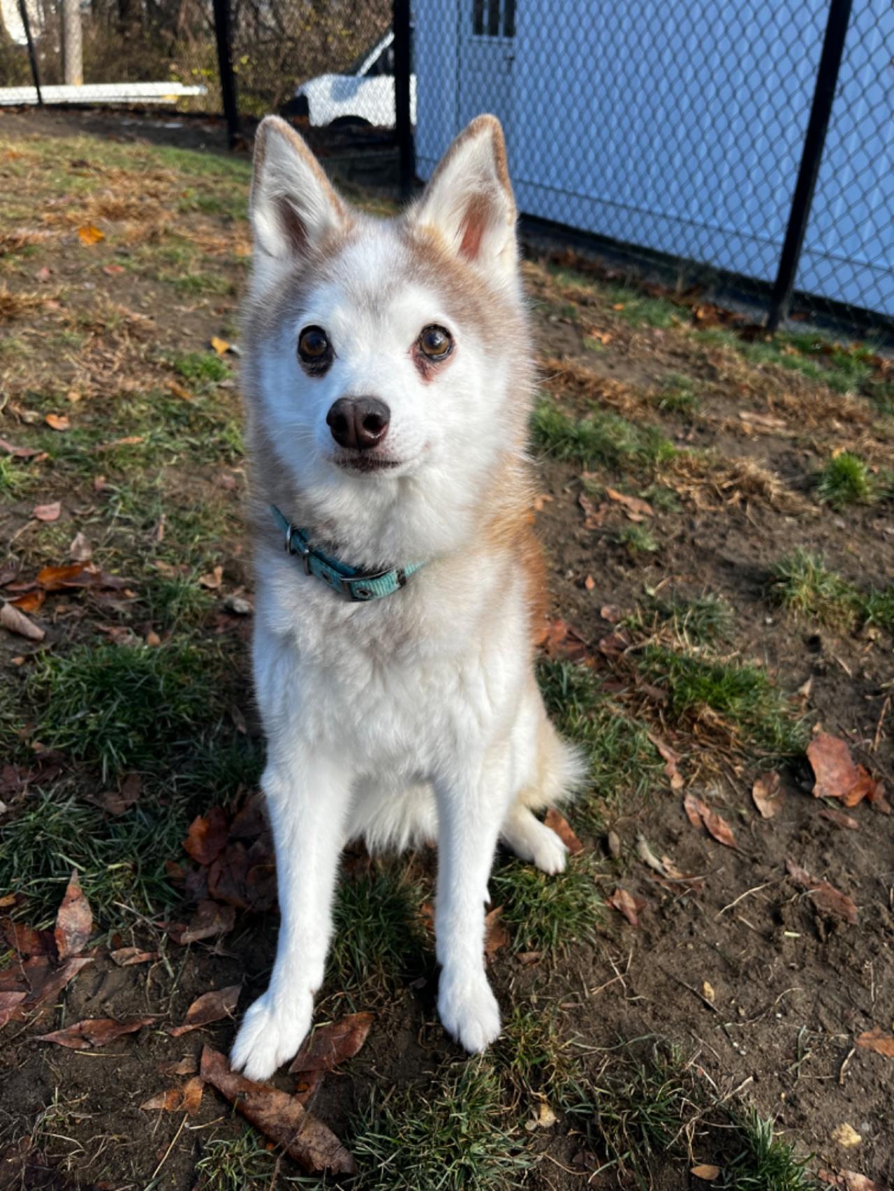 Pleasant Kennels Paw Partner