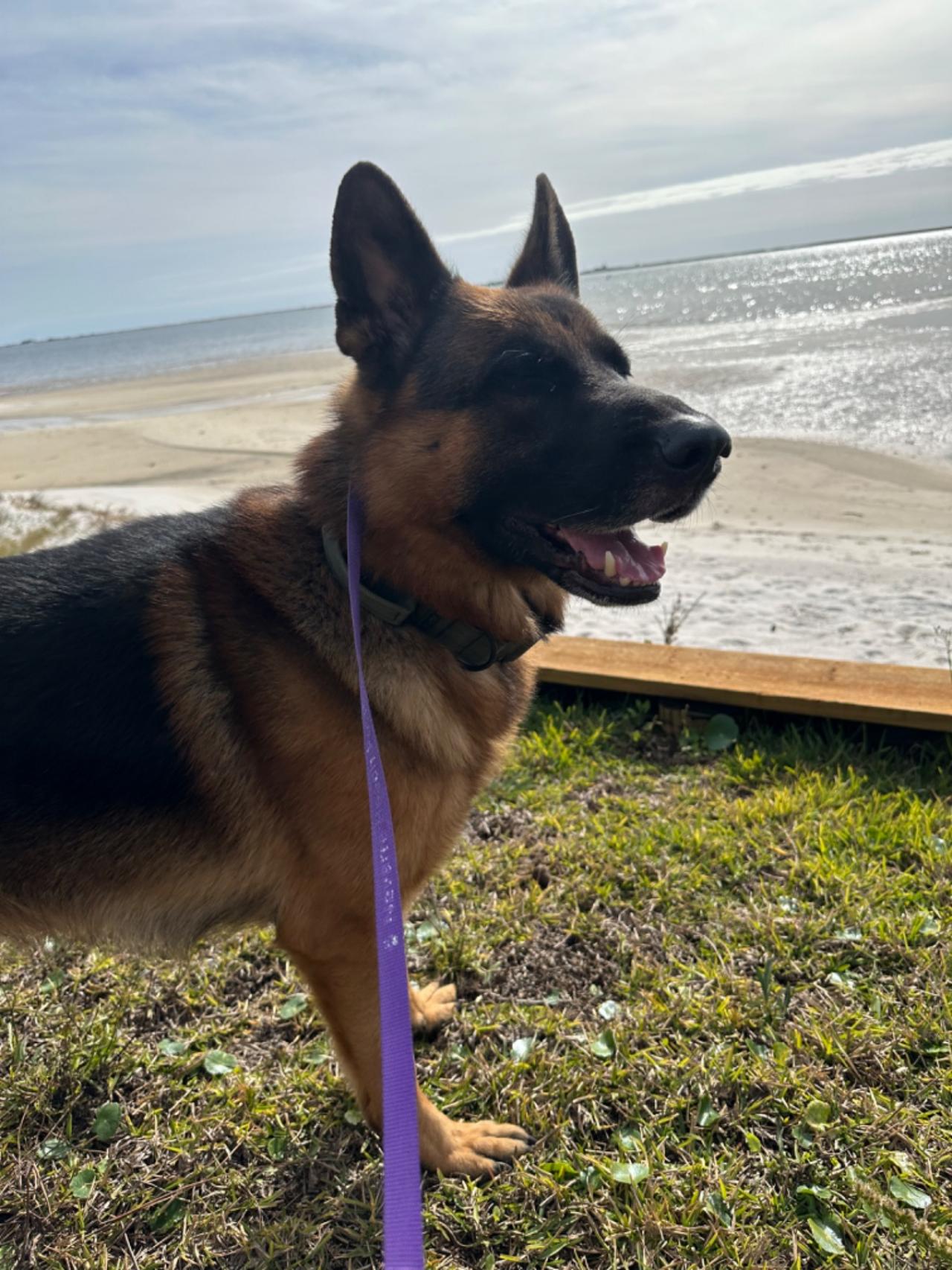 Navarre Beach Pet Retreat Paw Partner