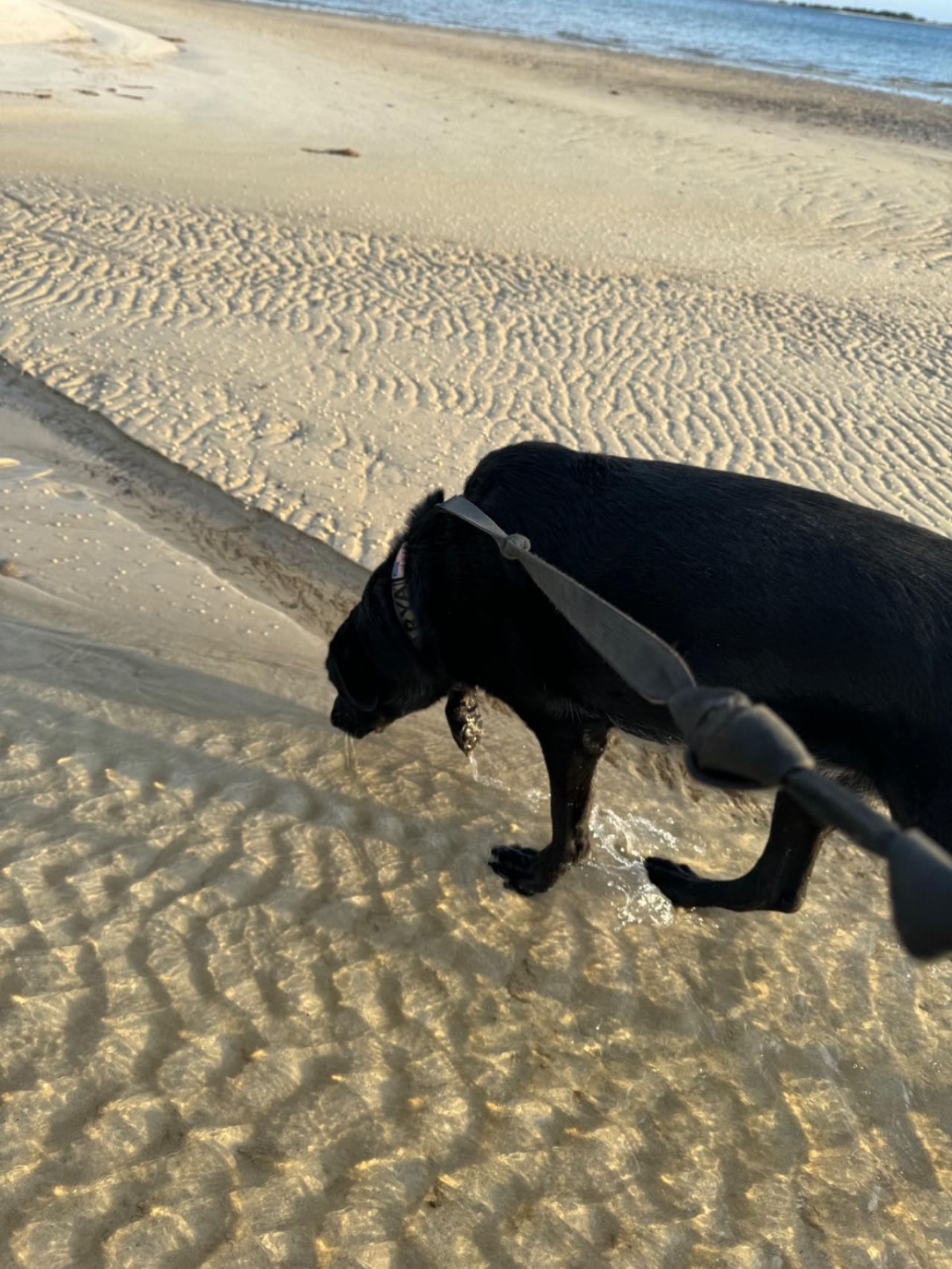 Navarre Beach Pet Retreat Paw Partner