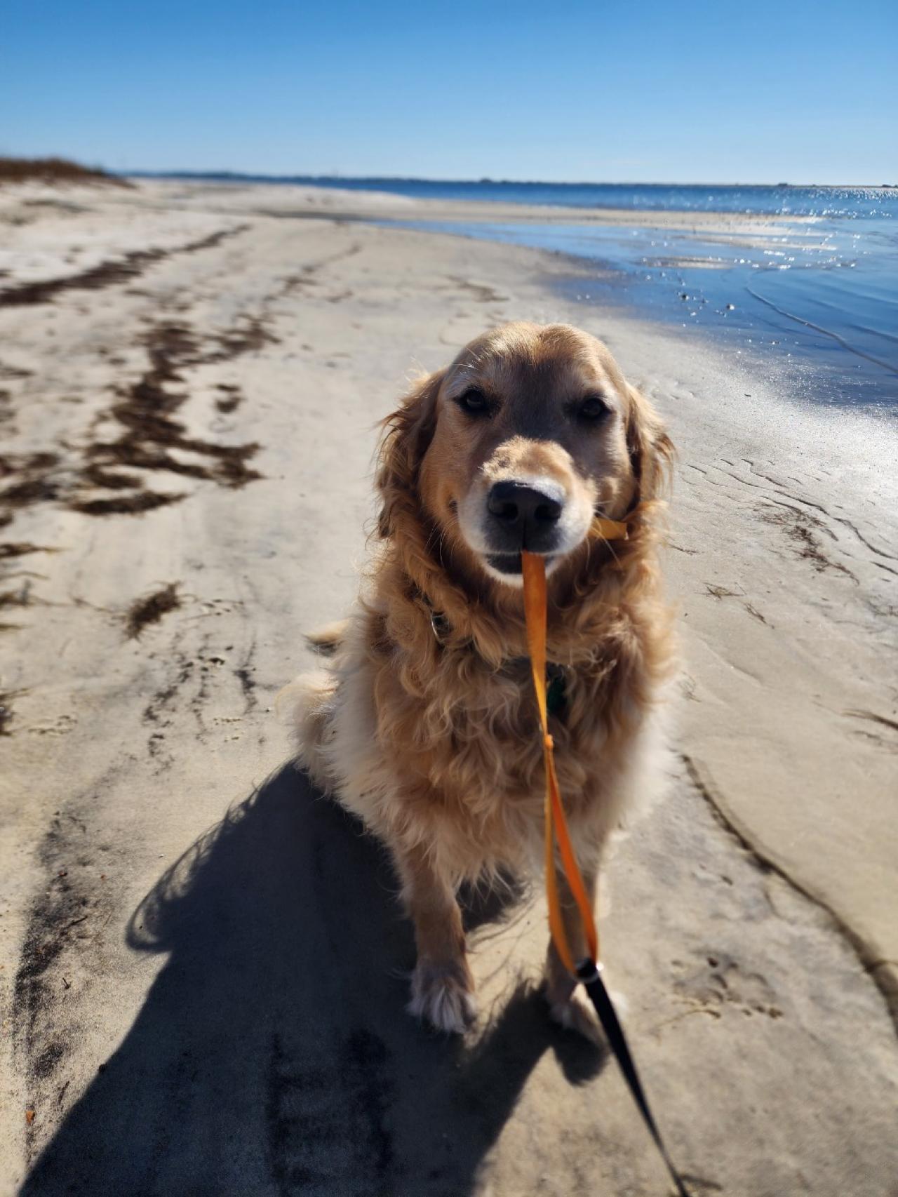 Navarre Beach Pet Retreat Paw Partner