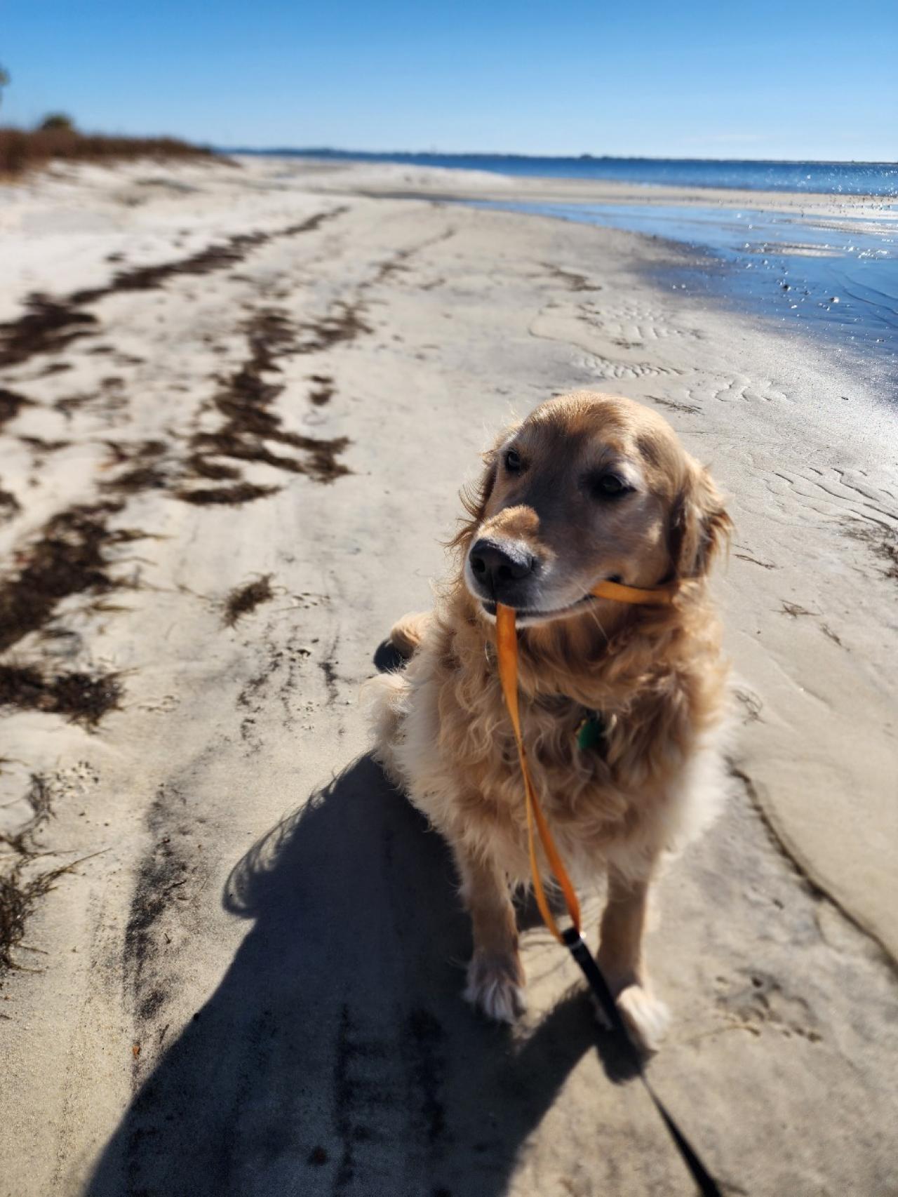 Navarre Beach Pet Retreat Paw Partner