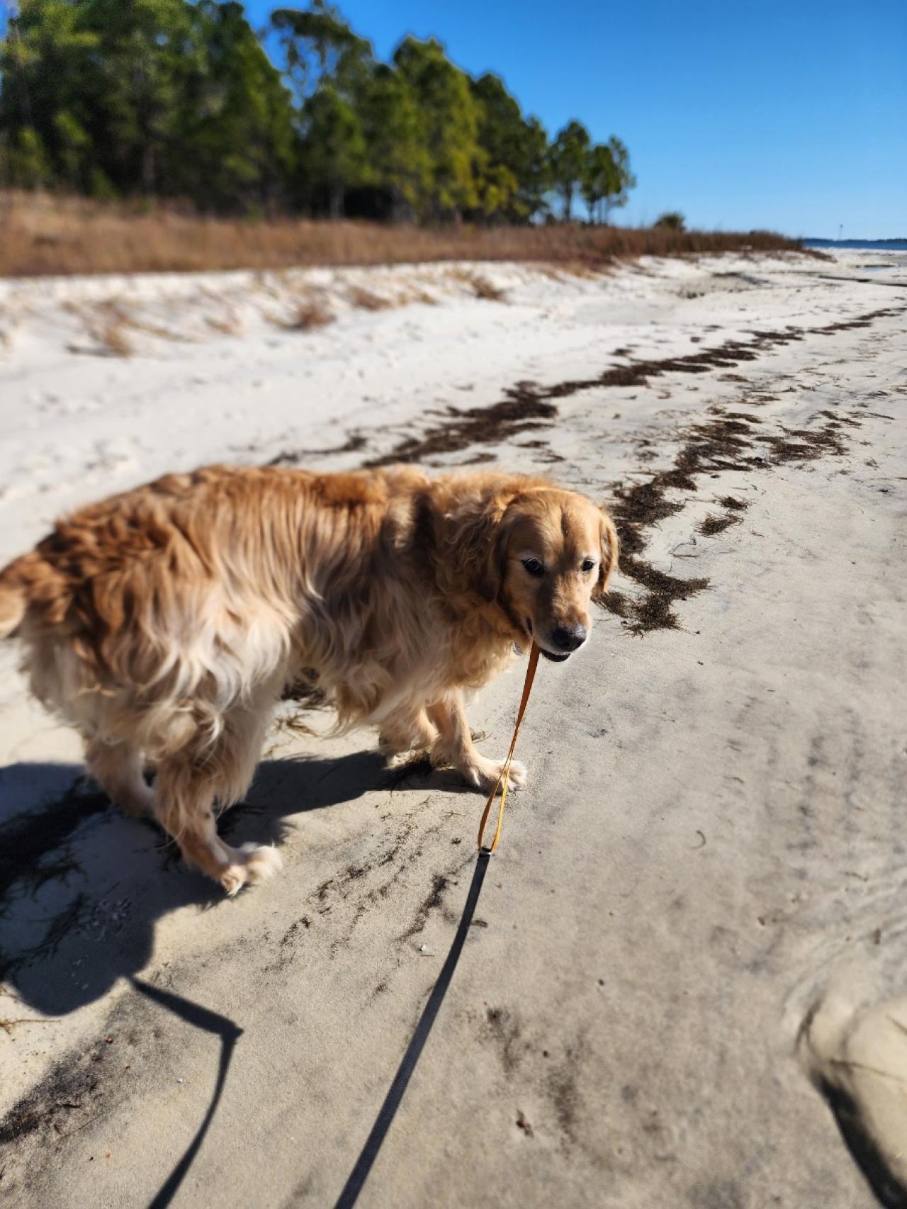 Navarre Beach Pet Retreat Paw Partner