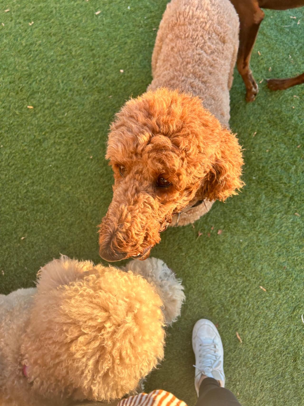 The Barking Lot Paw Partner