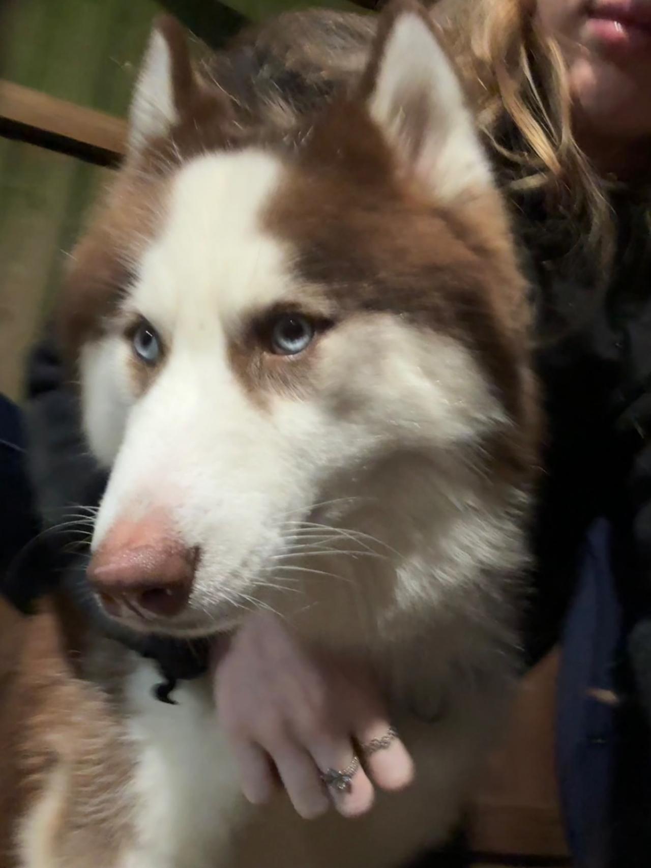 Navarre Beach Pet Retreat Paw Partner