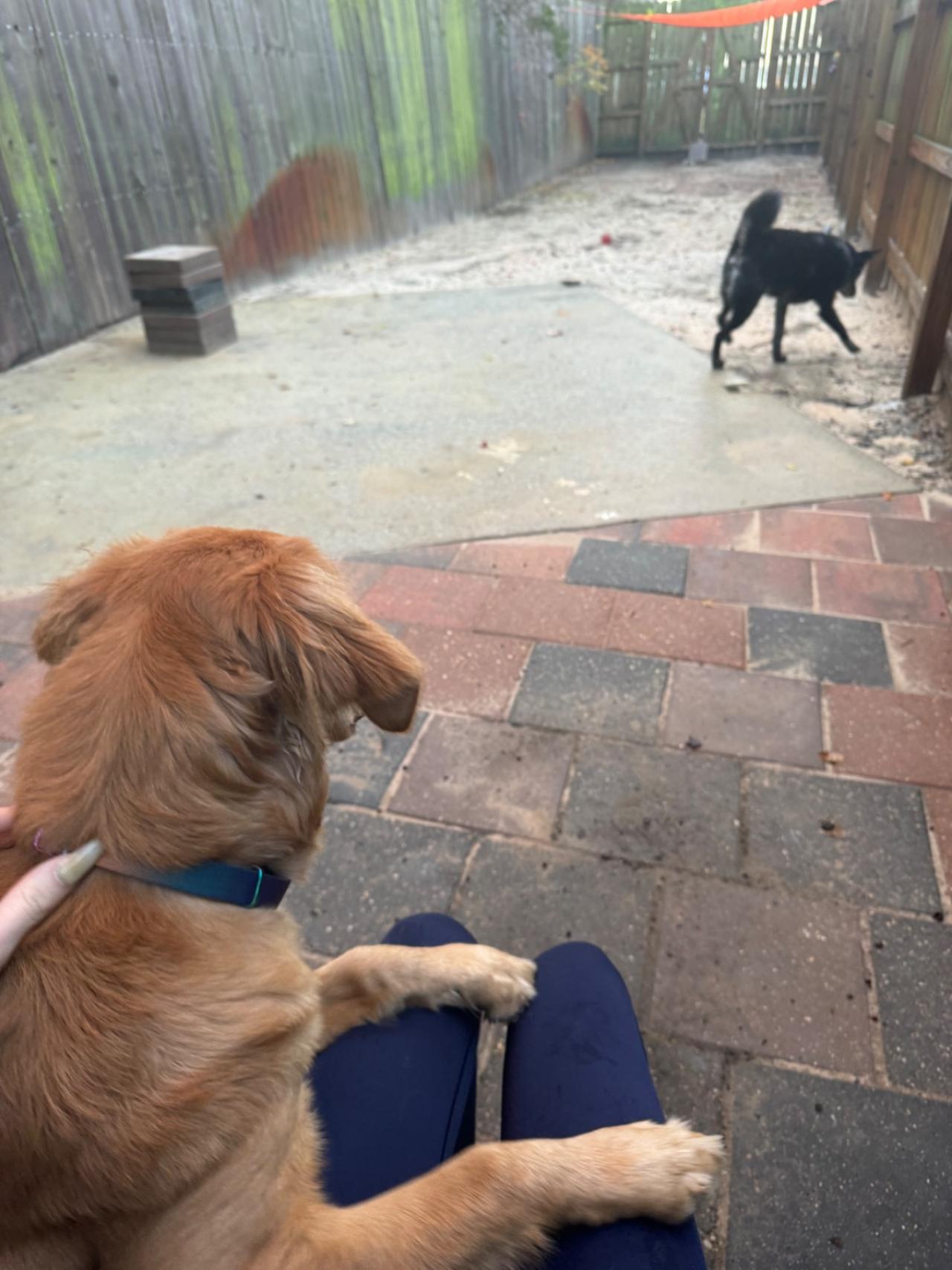 Navarre Beach Pet Retreat Paw Partner