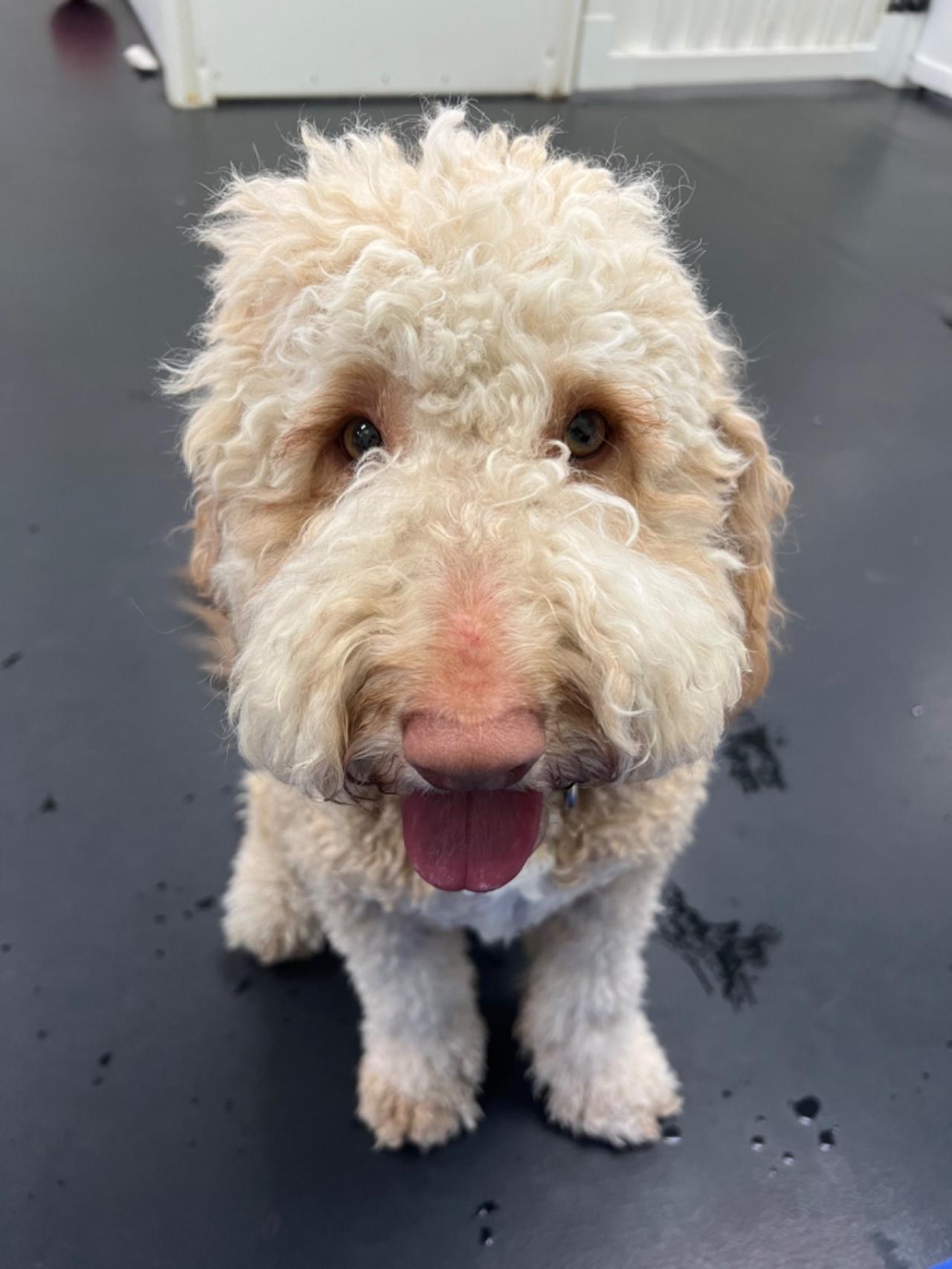 The Spotted Dog Paw Partner