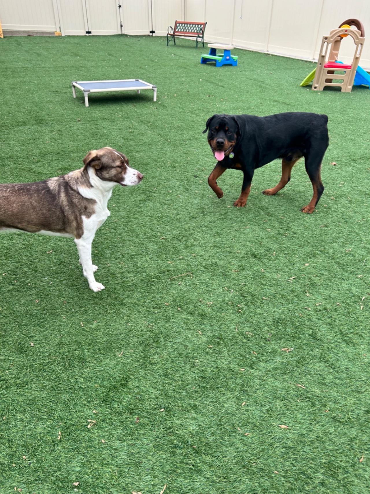 The Barking Lot Paw Partner