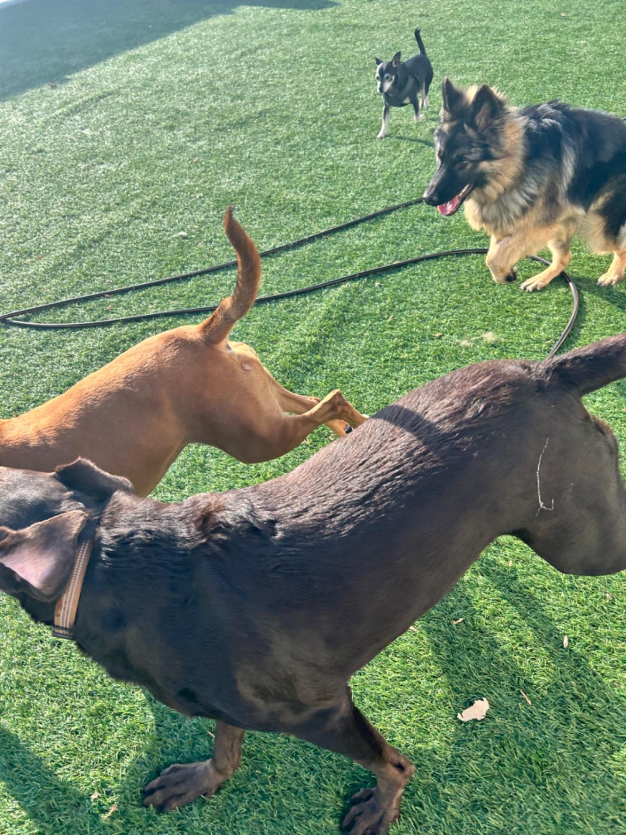 The Barking Lot Paw Partner