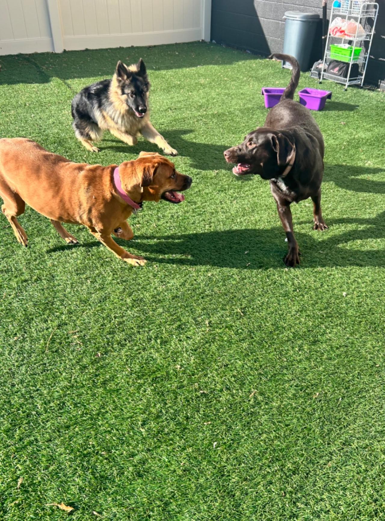 The Barking Lot Paw Partner