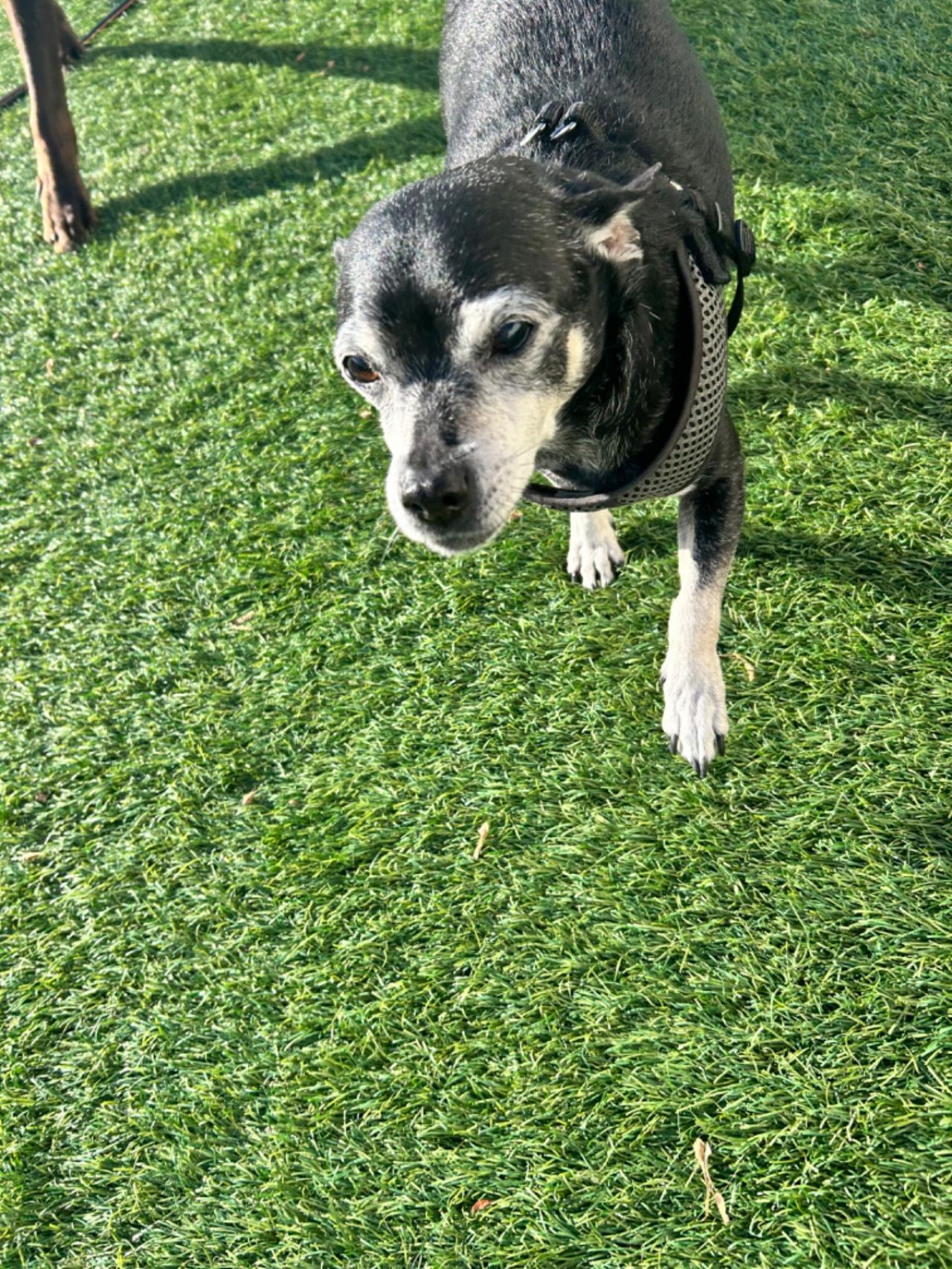 The Barking Lot Paw Partner