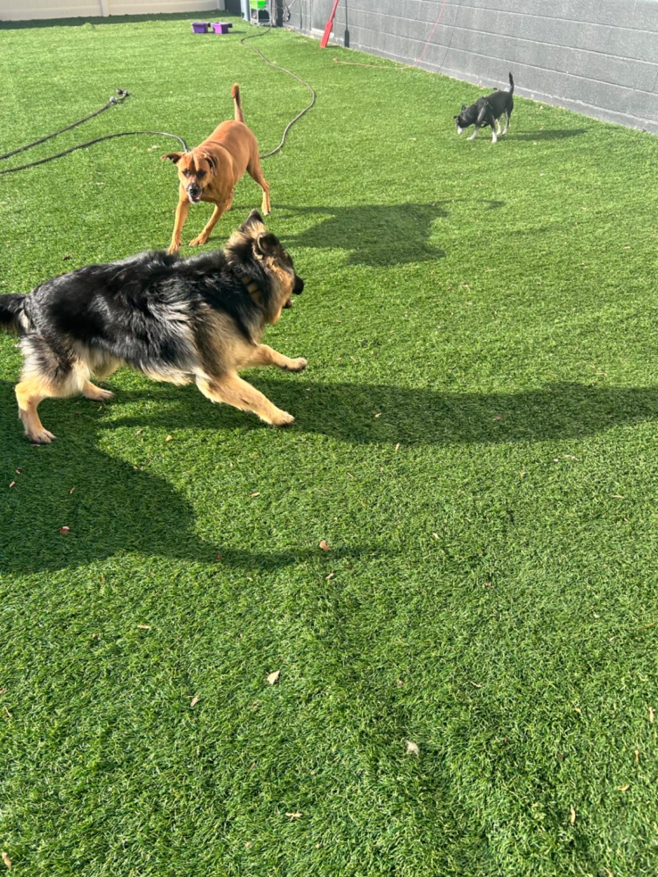 The Barking Lot Paw Partner