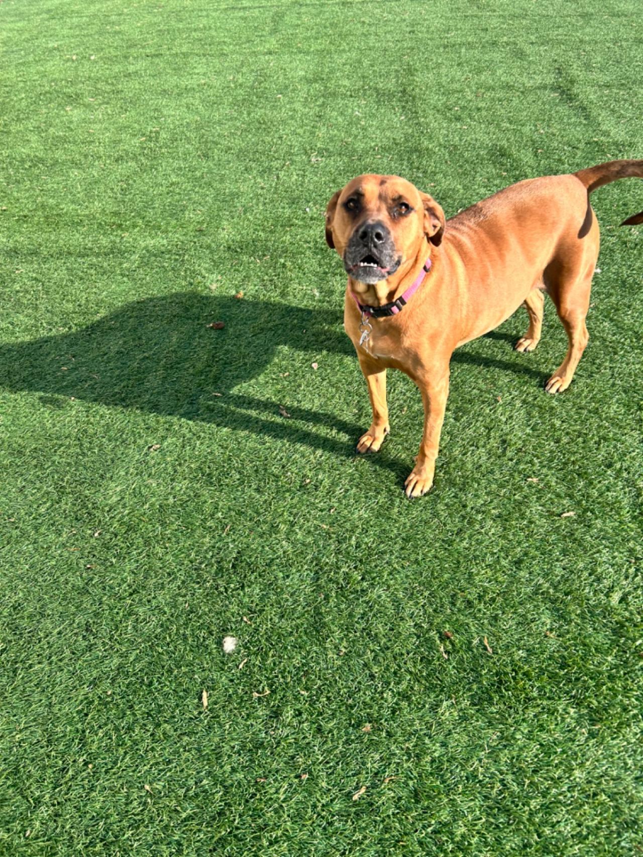 The Barking Lot Paw Partner