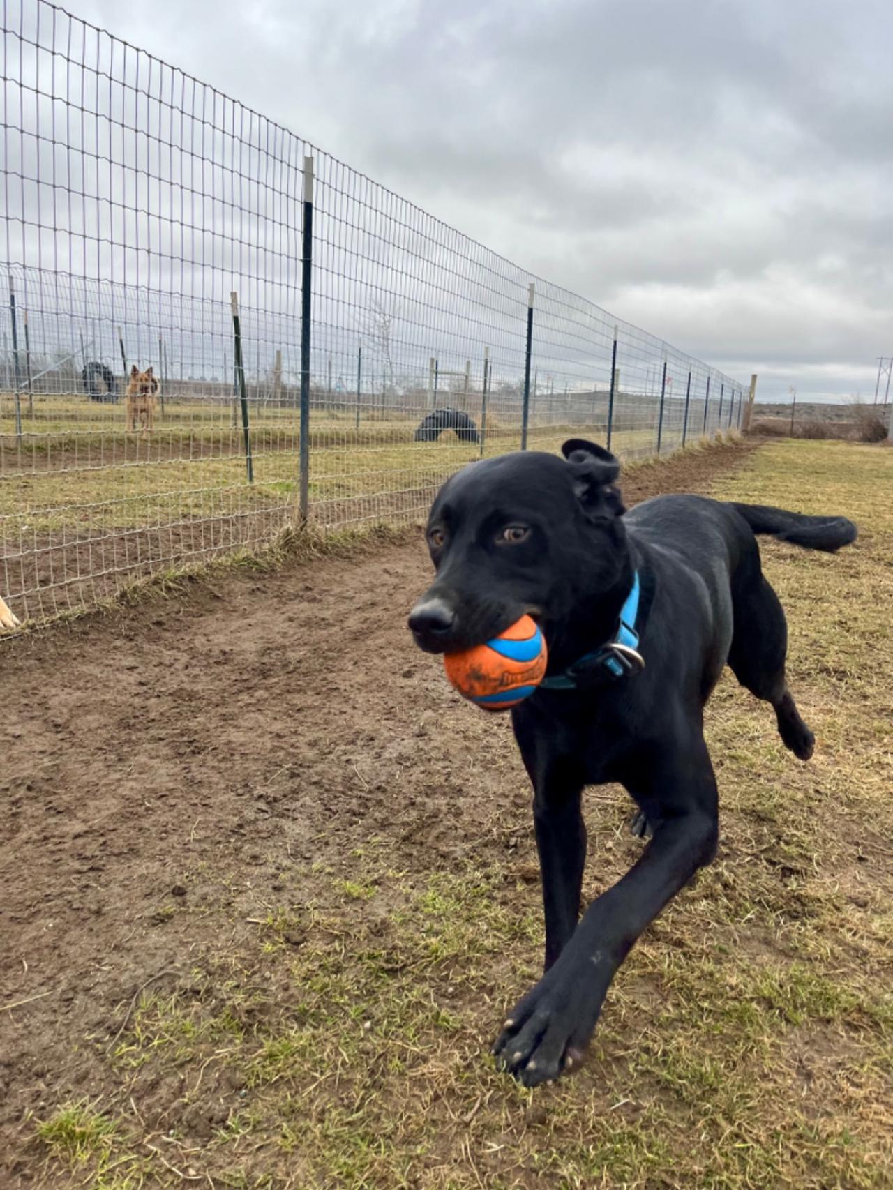 Country Kennels Paw Partner