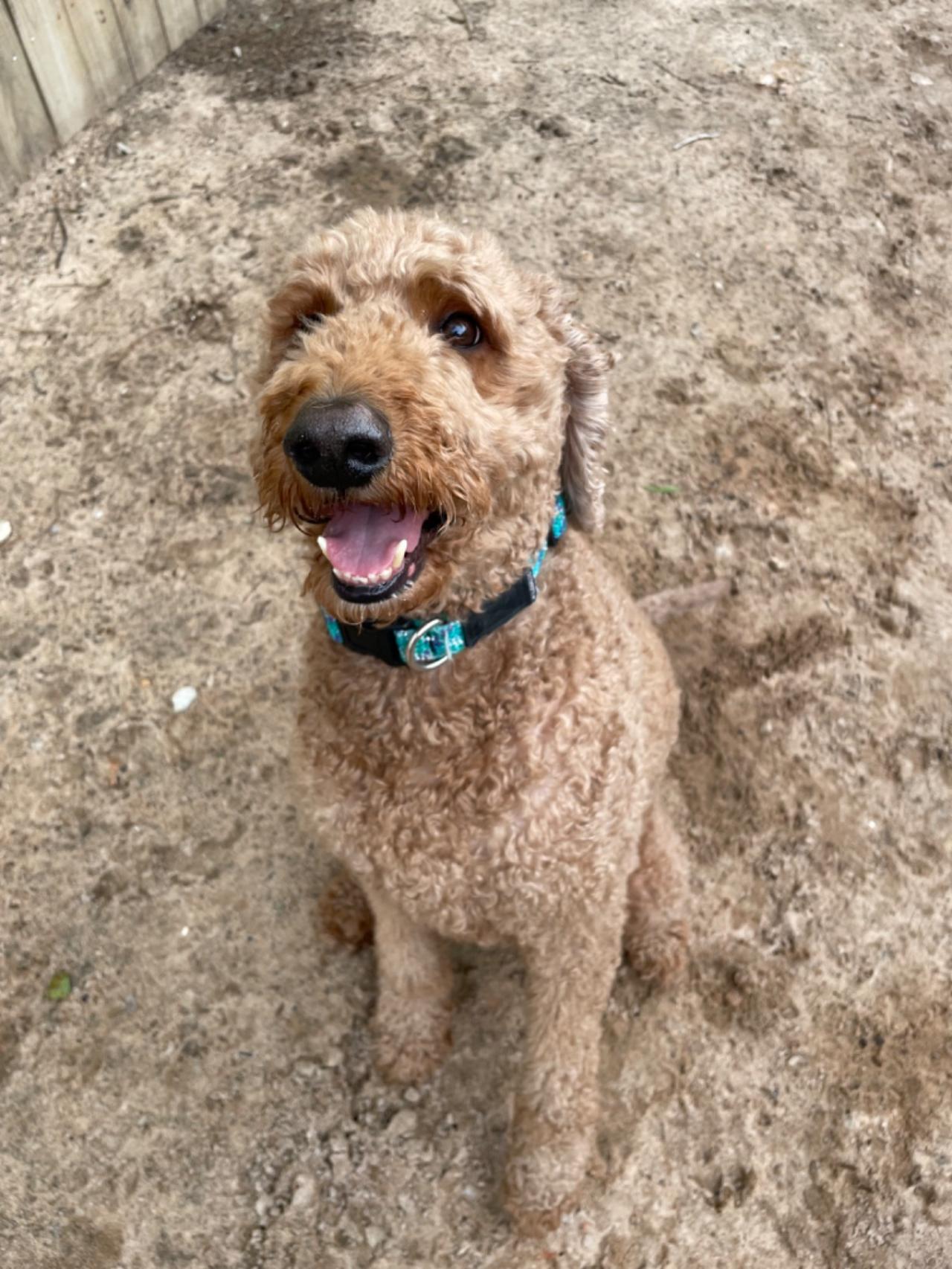 Navarre Beach Pet Retreat Paw Partner