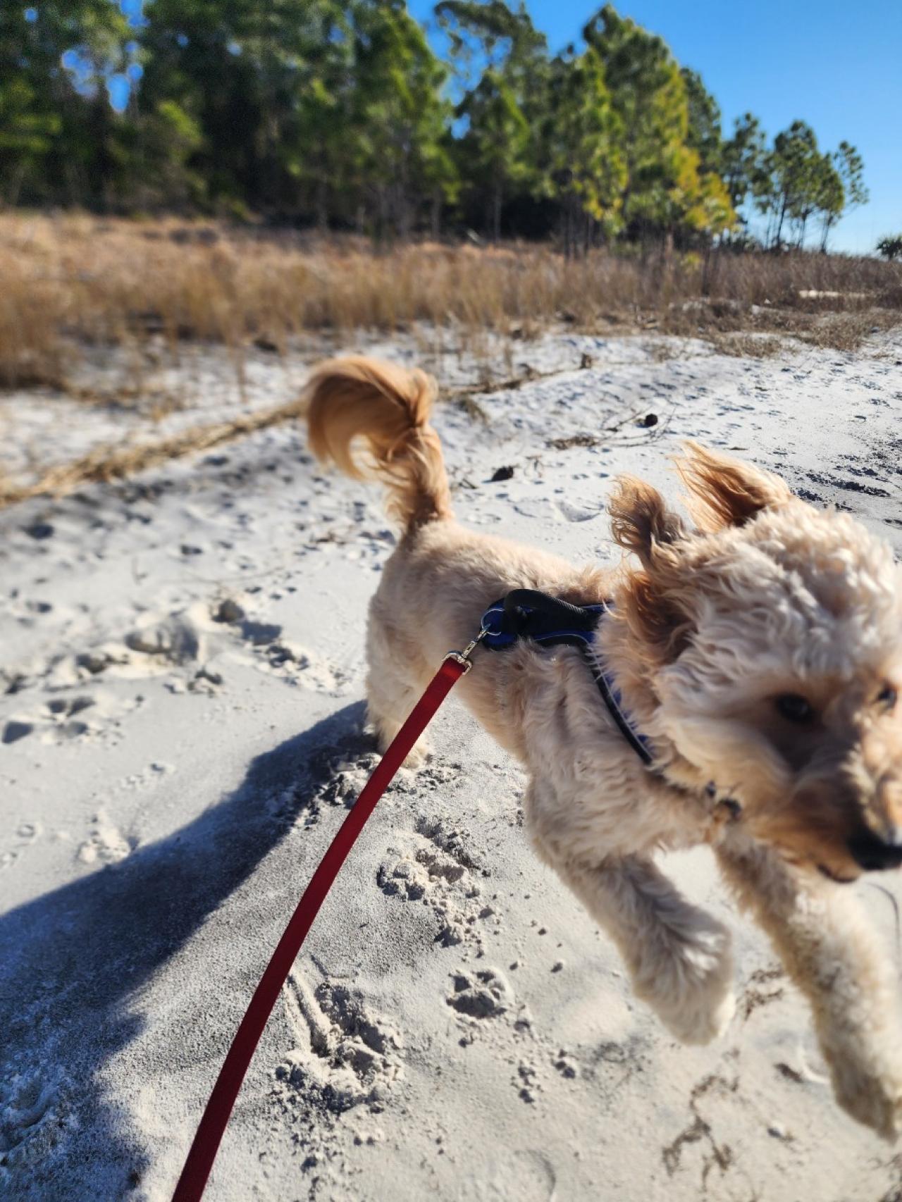 Navarre Beach Pet Retreat Paw Partner