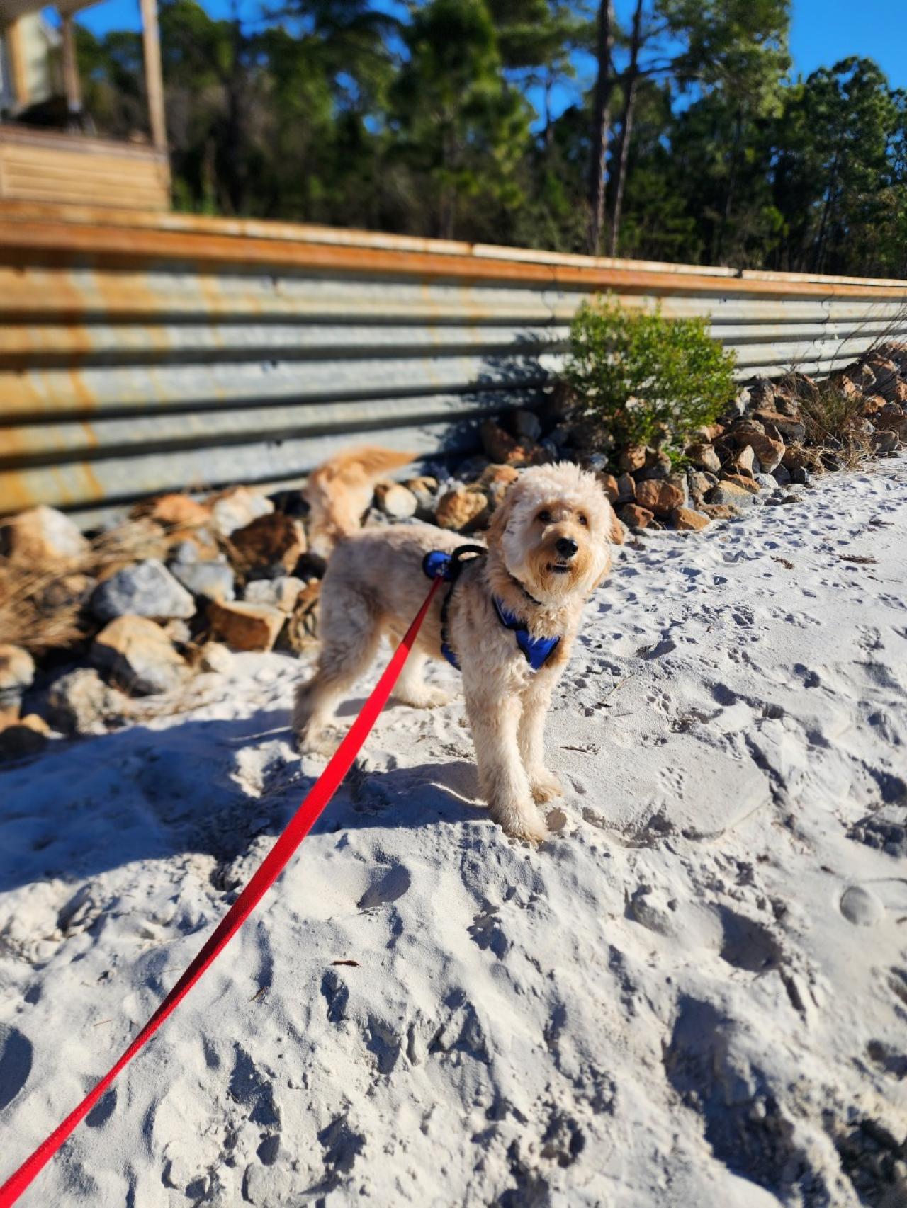 Navarre Beach Pet Retreat Paw Partner
