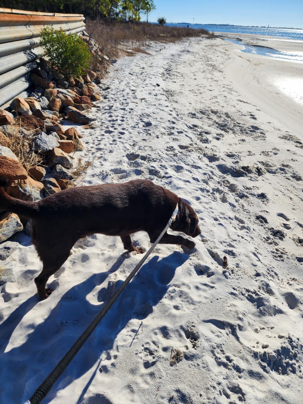 Navarre Beach Pet Retreat Paw Partner