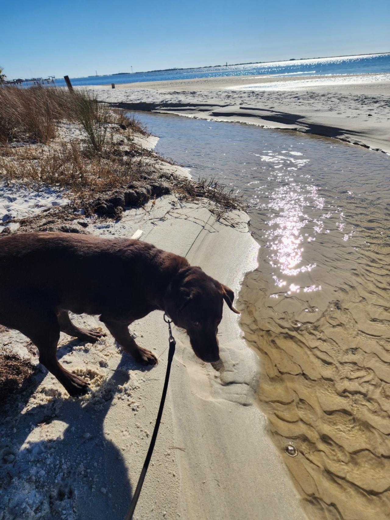 Navarre Beach Pet Retreat Paw Partner