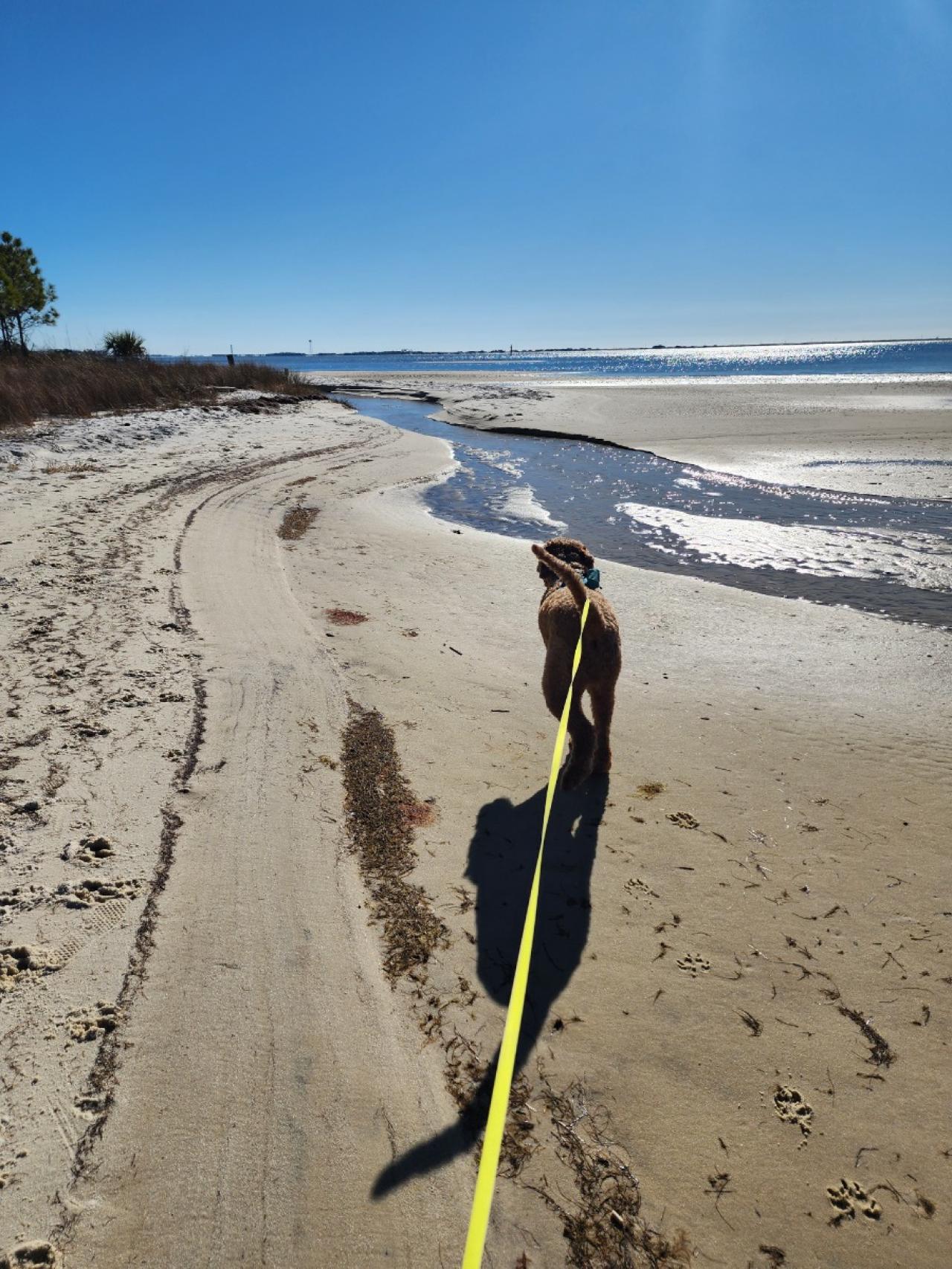 Navarre Beach Pet Retreat Paw Partner