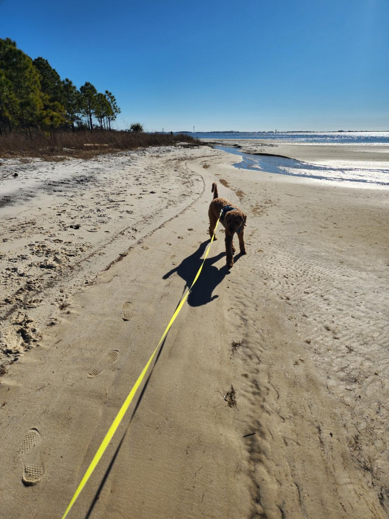 Navarre Beach Pet Retreat Paw Partner