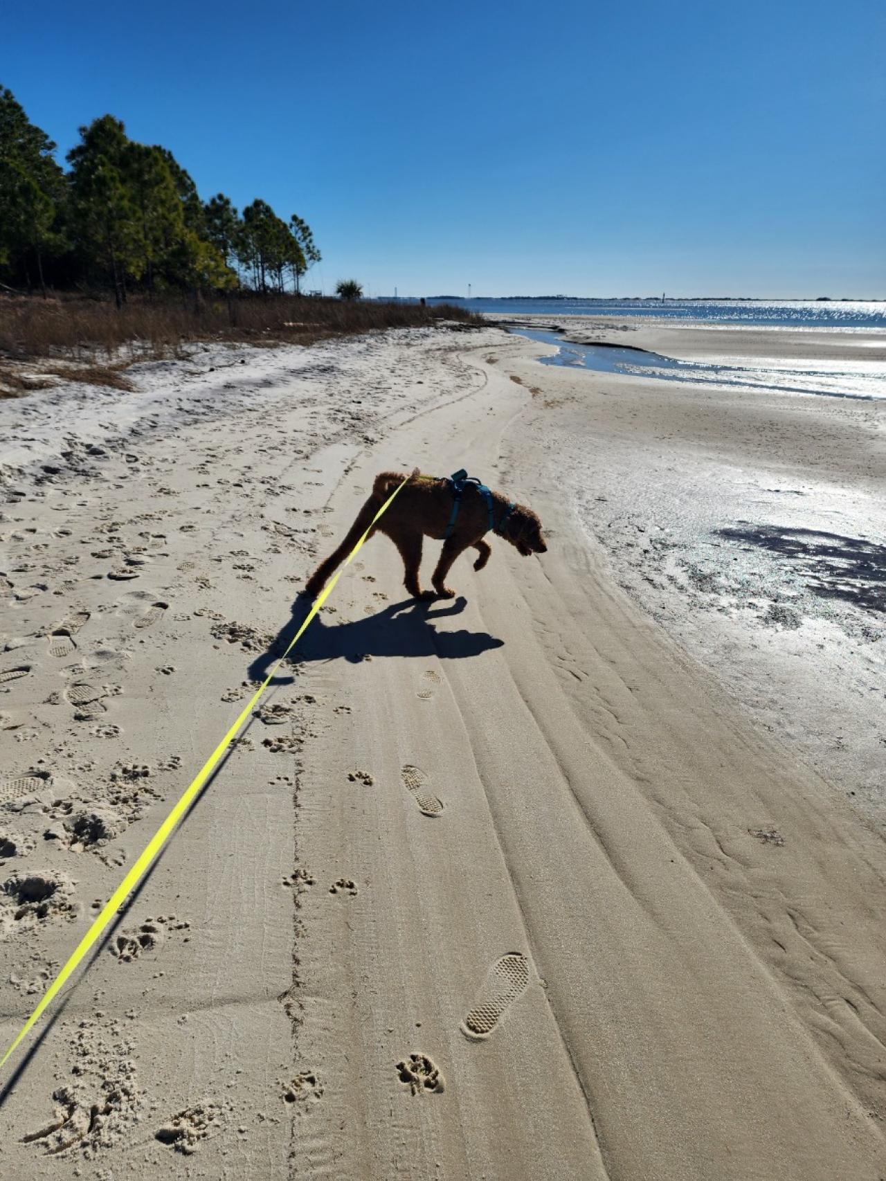 Navarre Beach Pet Retreat Paw Partner