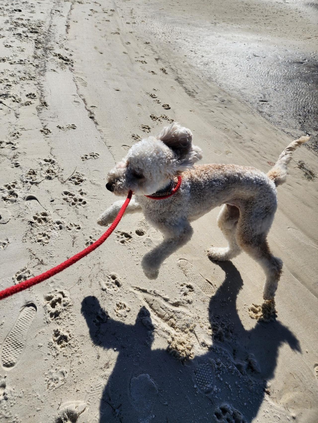 Navarre Beach Pet Retreat Paw Partner