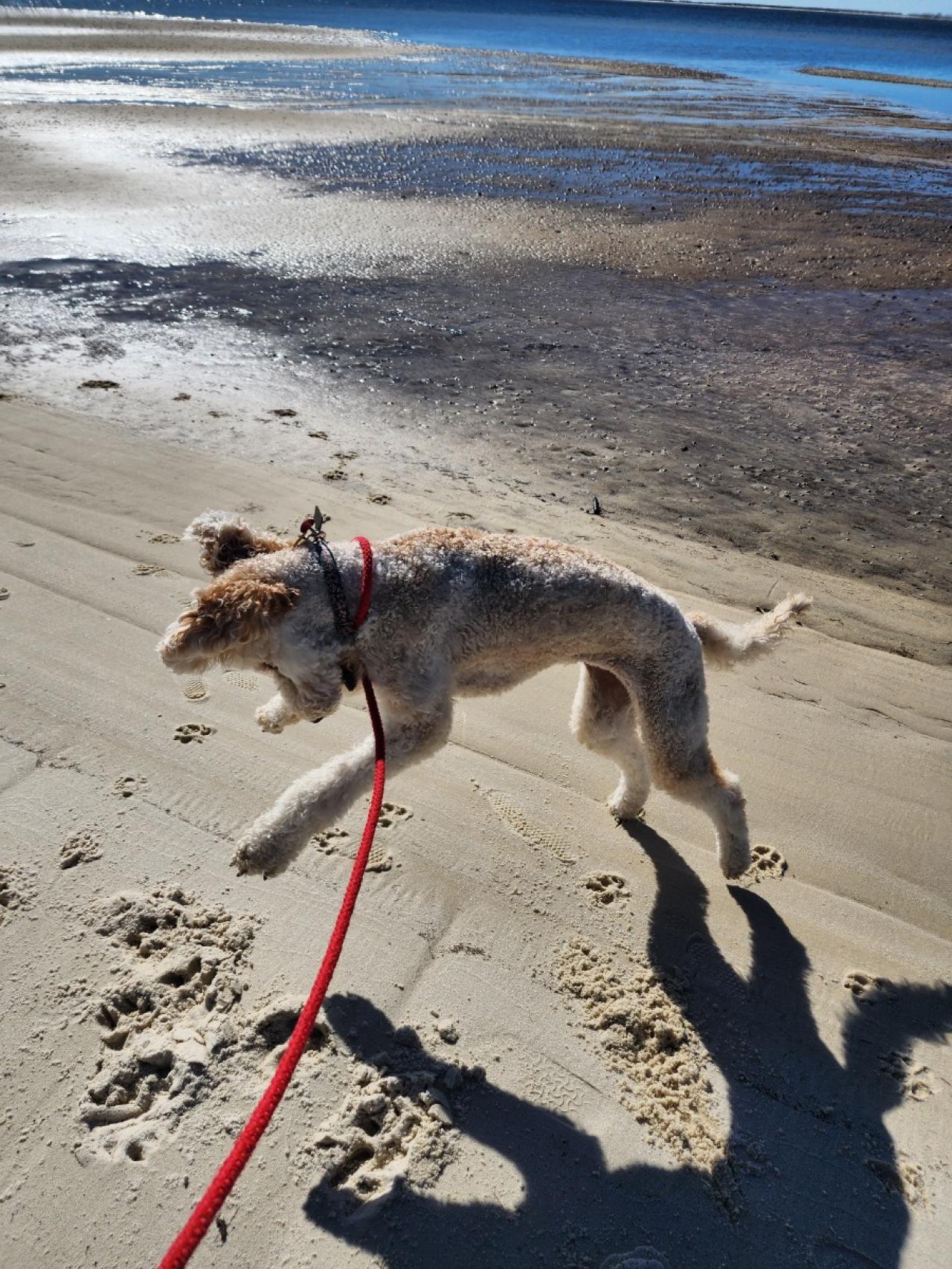 Navarre Beach Pet Retreat Paw Partner