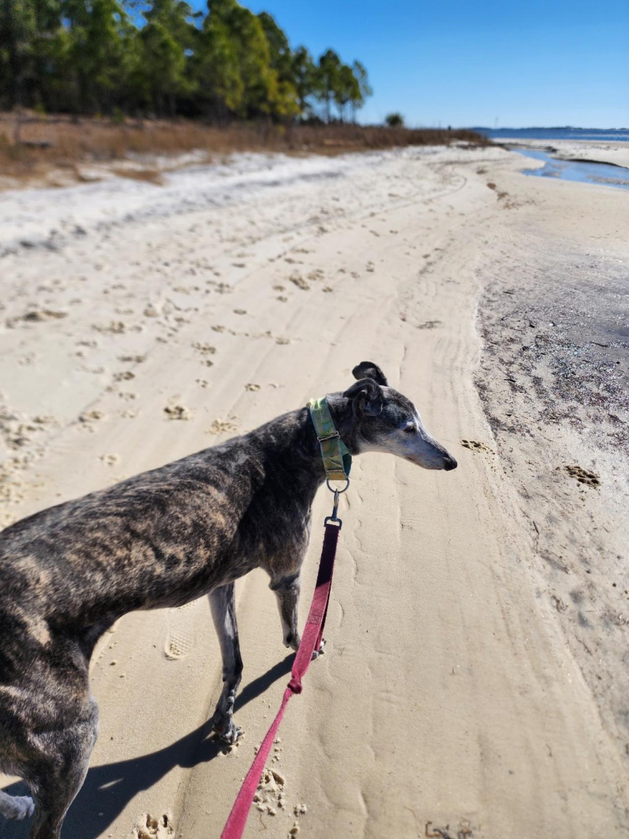 Navarre Beach Pet Retreat Paw Partner