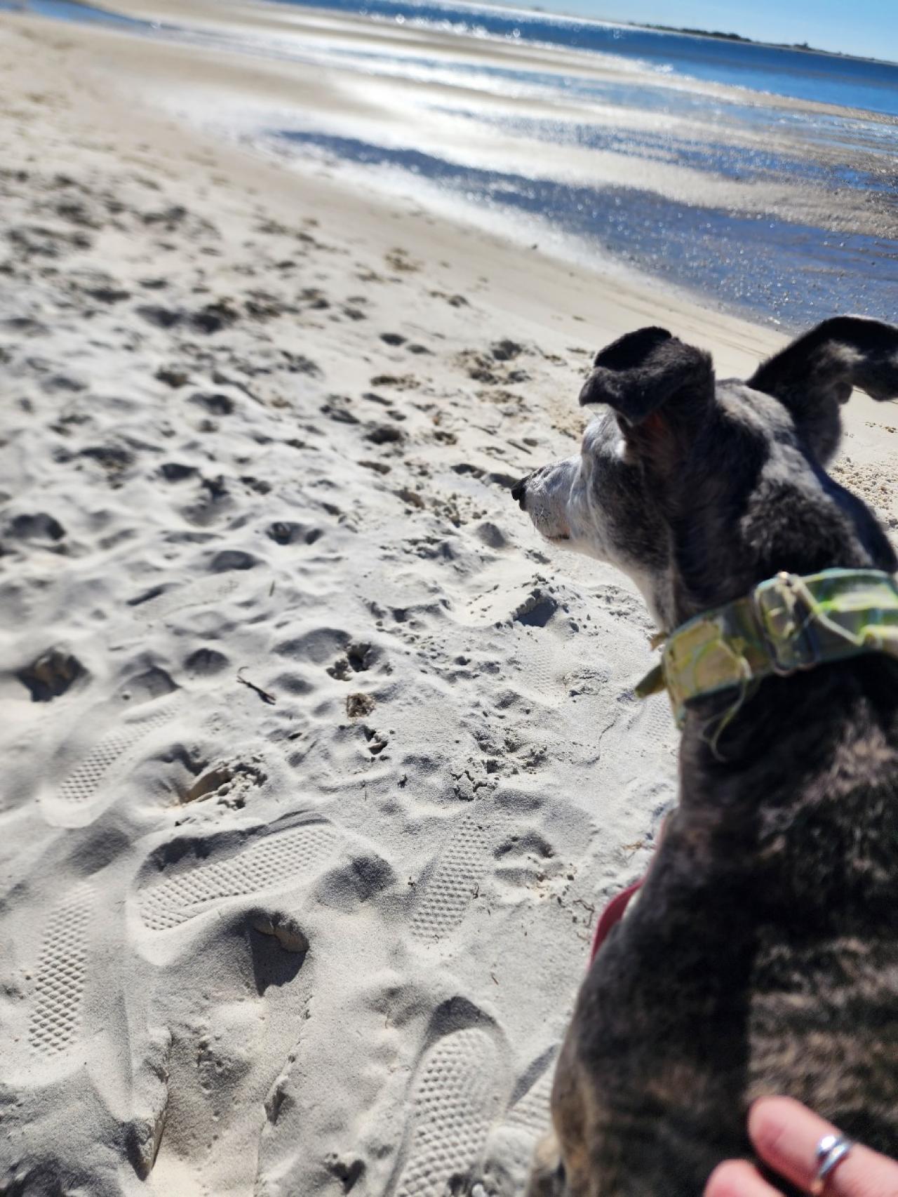 Navarre Beach Pet Retreat Paw Partner