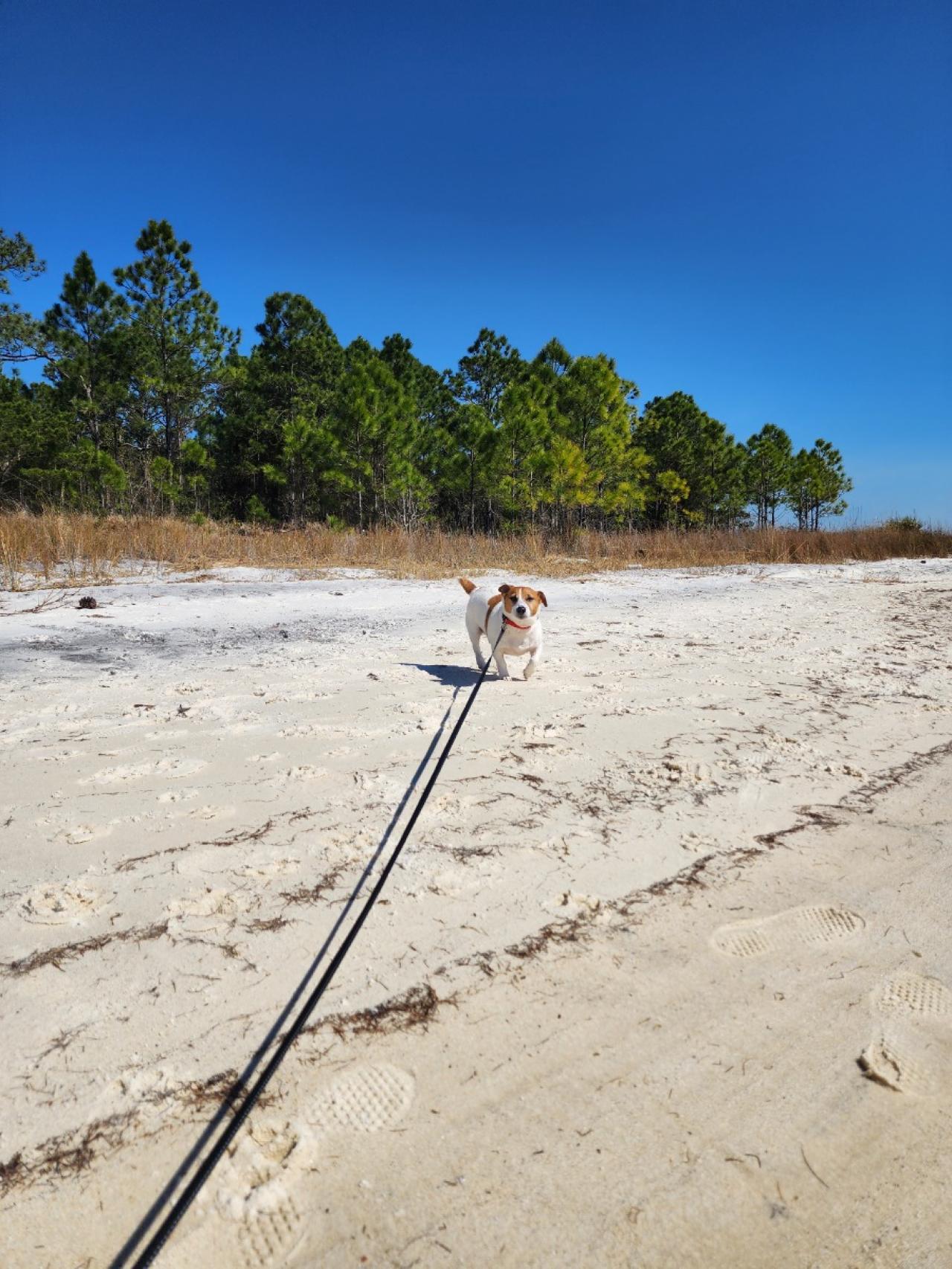 Navarre Beach Pet Retreat Paw Partner